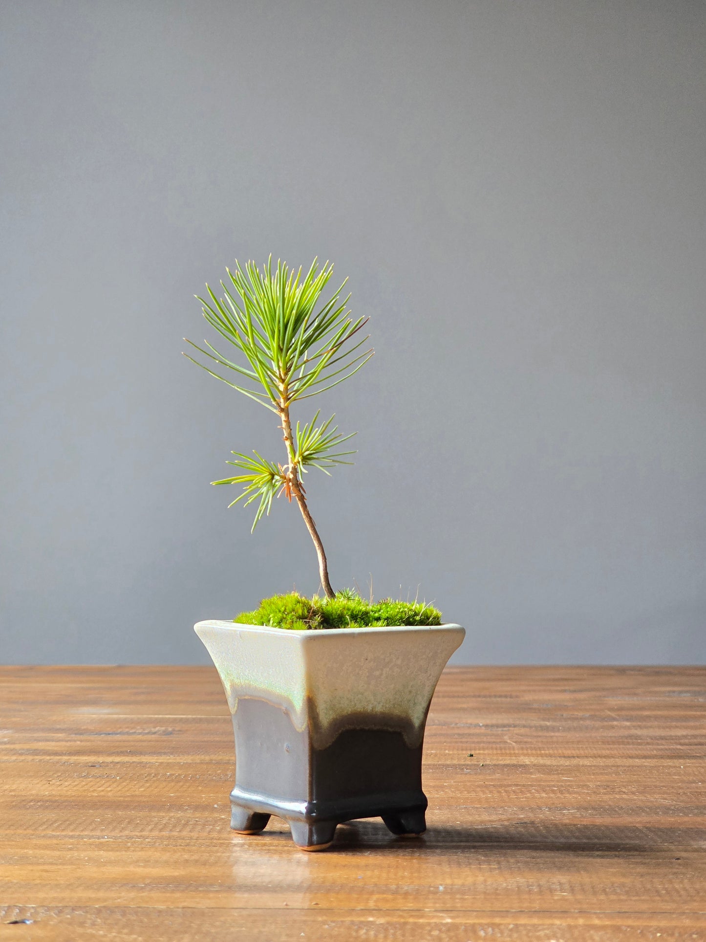 Japanese Black Pine Bonsai Starter