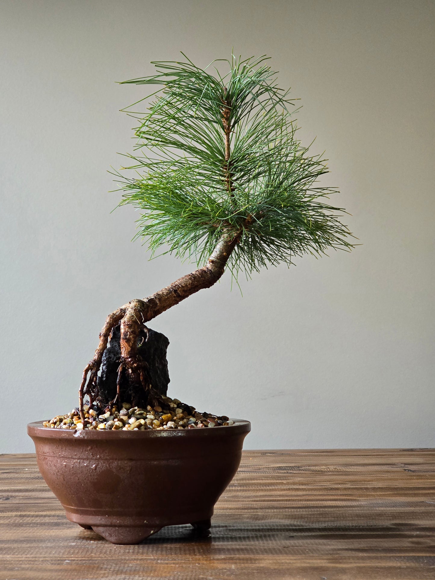 Eastern White Pine, Root-Over-Rock (Lay-by Available)