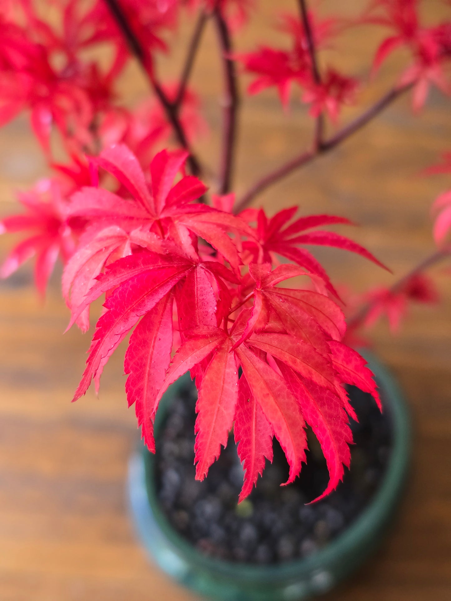 Skeeter's Broom Japanese Maple Bonsai