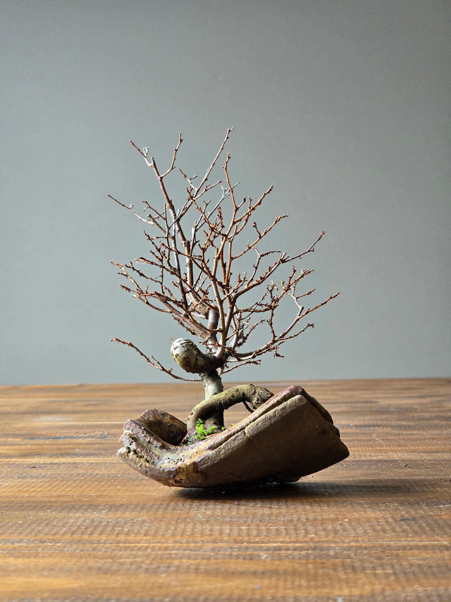 Japanese Elm Bonsai, handmade pot