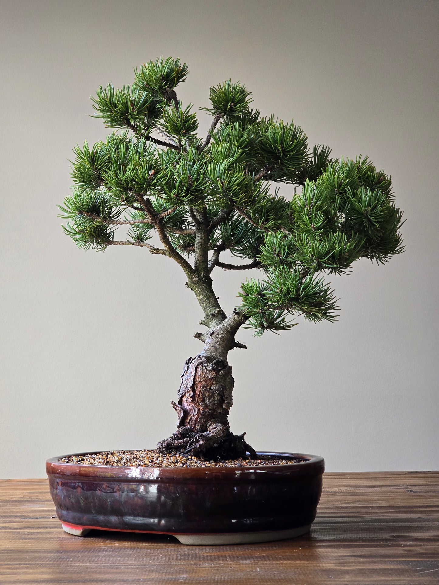 Large Pinus mugo 'Pincushion'