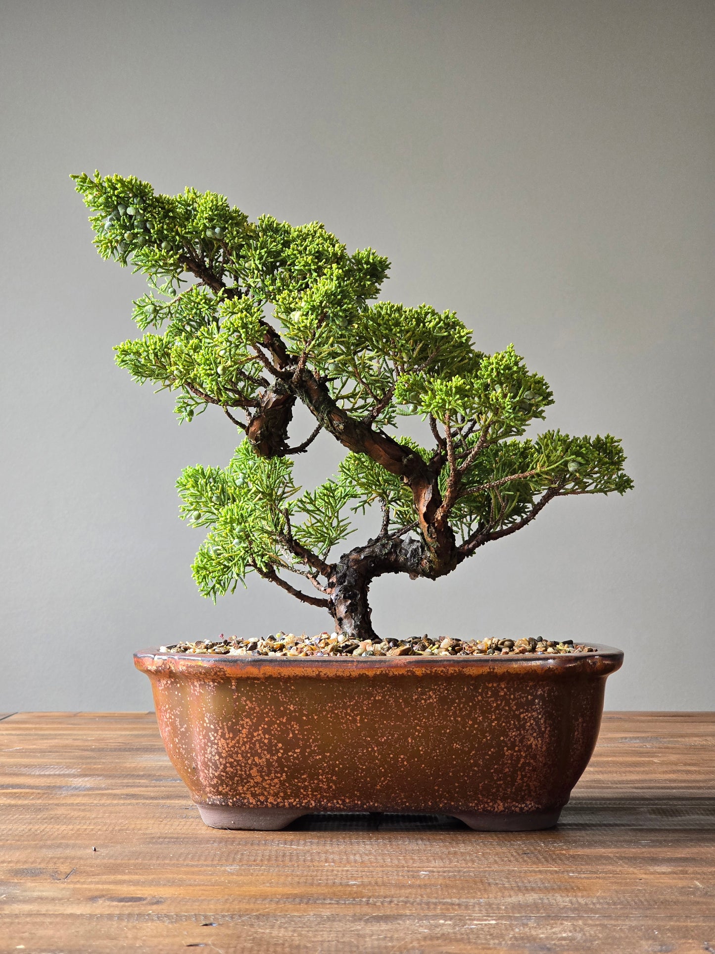 Advanced Shimpaku Juniper Bonsai