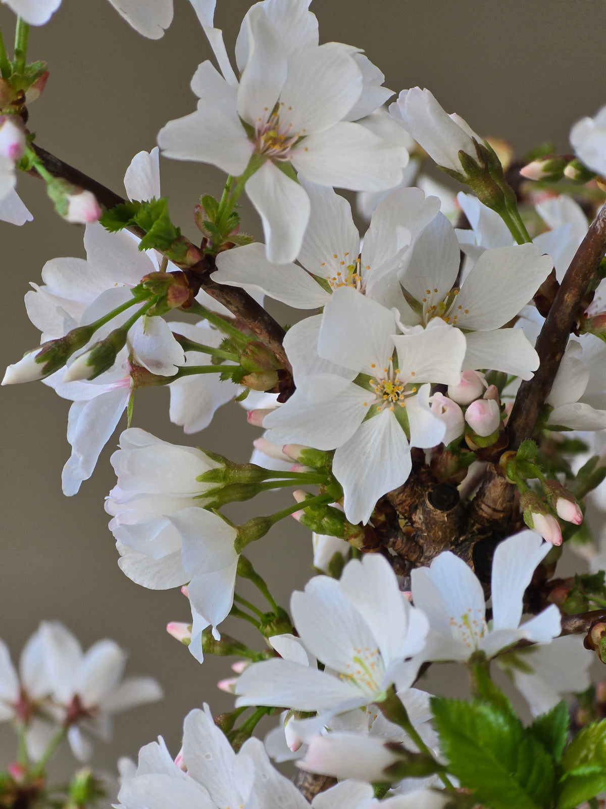 ‘Falling Snow’ Weeping Cherry Blossom Bonsai