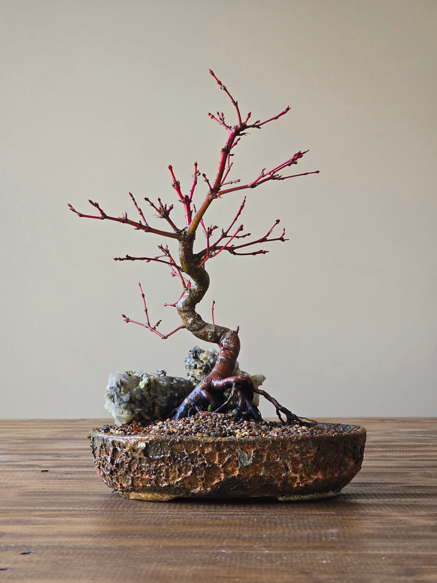 Coral Bark Japanese Maple with handmade pot