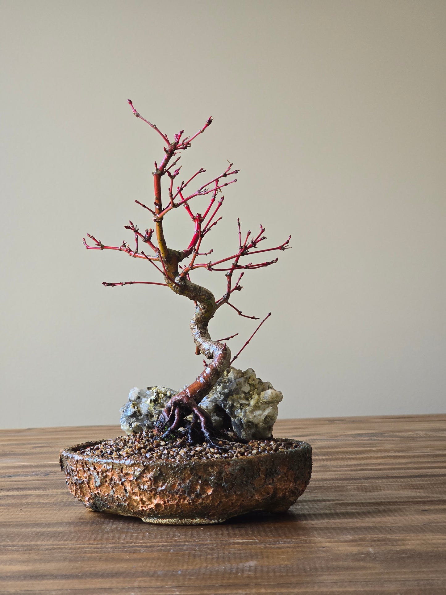 Coral Bark Japanese Maple with handmade pot