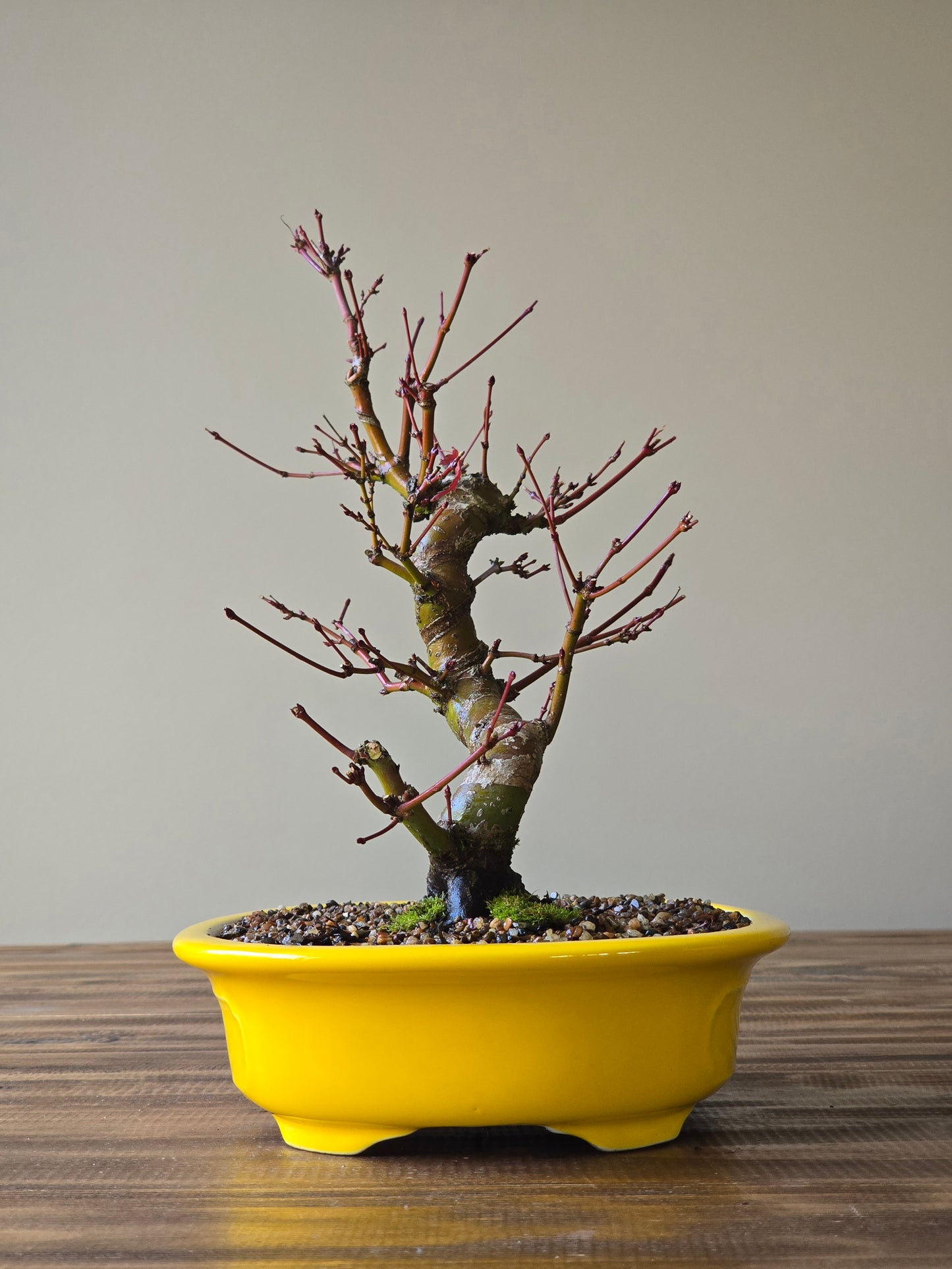 Advanced Japanese Maple Bonsai, Yellow Pot (Lay-by Available)