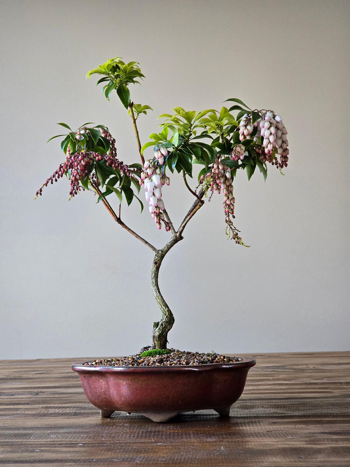 Pieris Japonica Bonsai