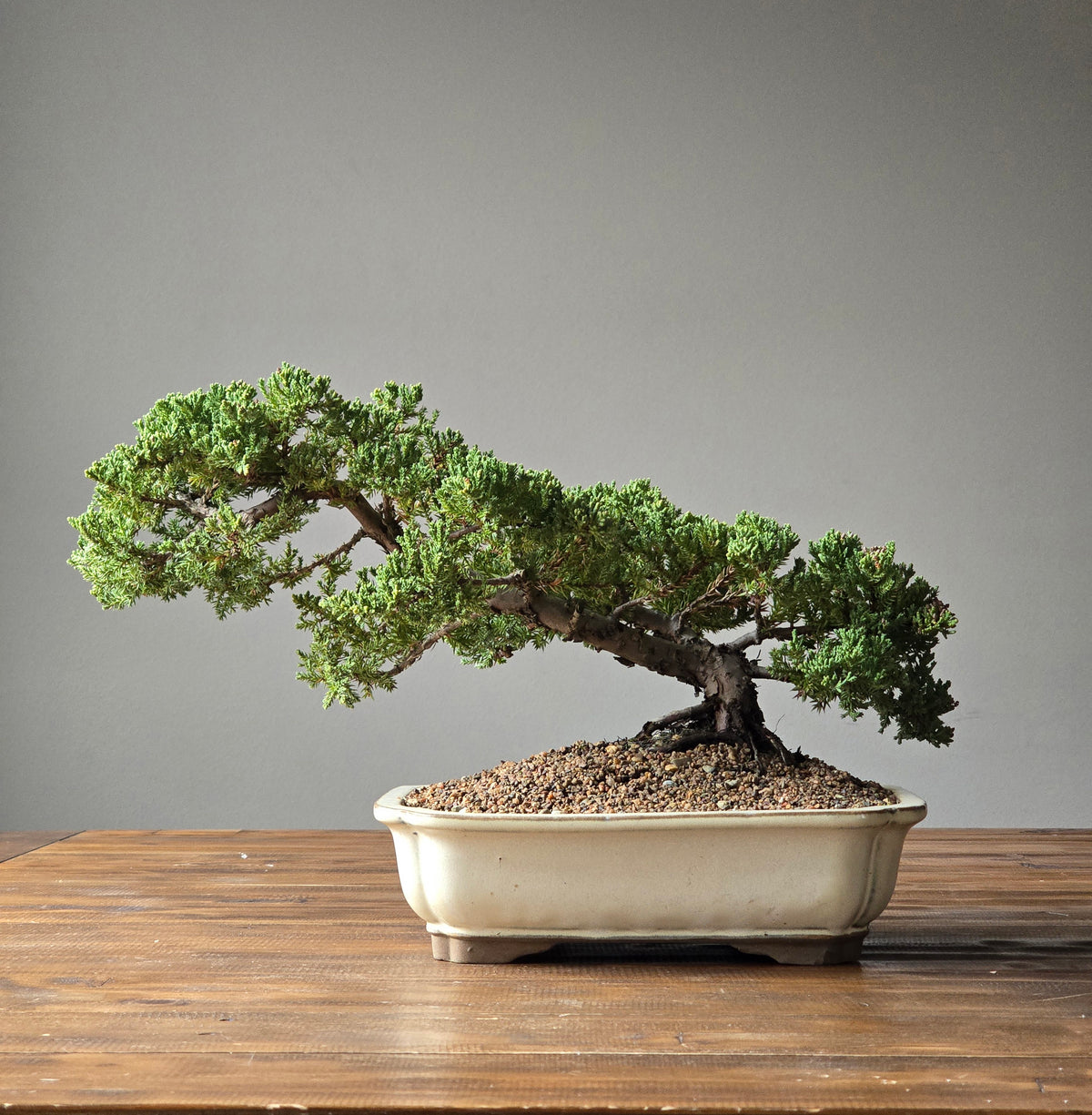 Semi Cascade Large Juniper Bonsai