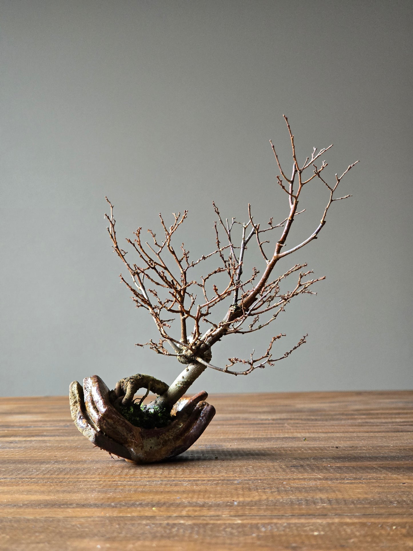 Japanese Elm Bonsai, handmade pot