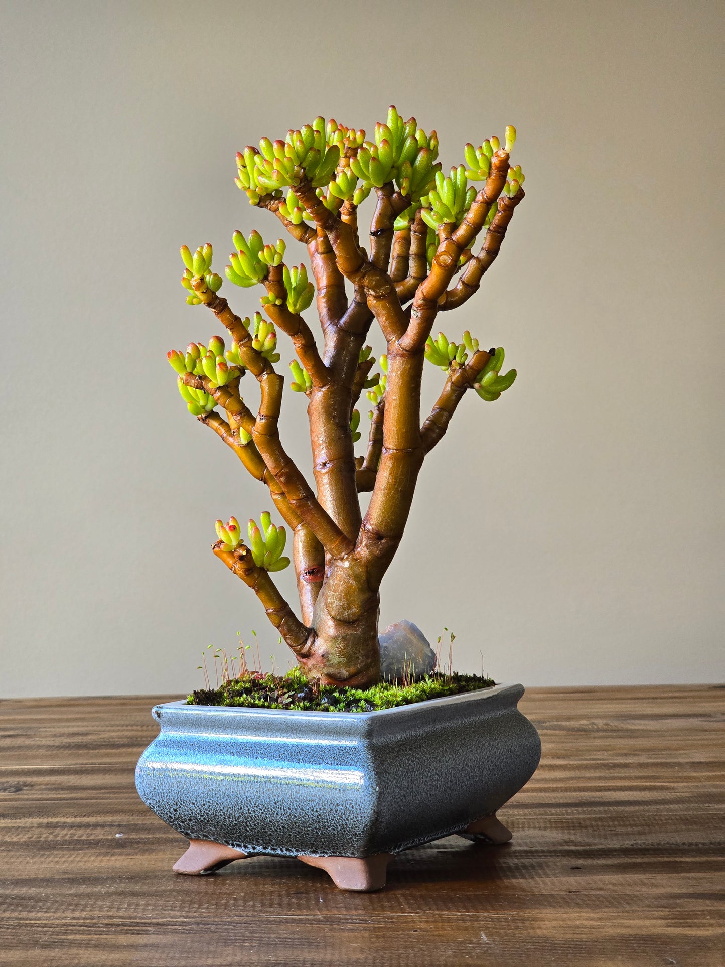 Crassula Ladies Fingers Bonsai