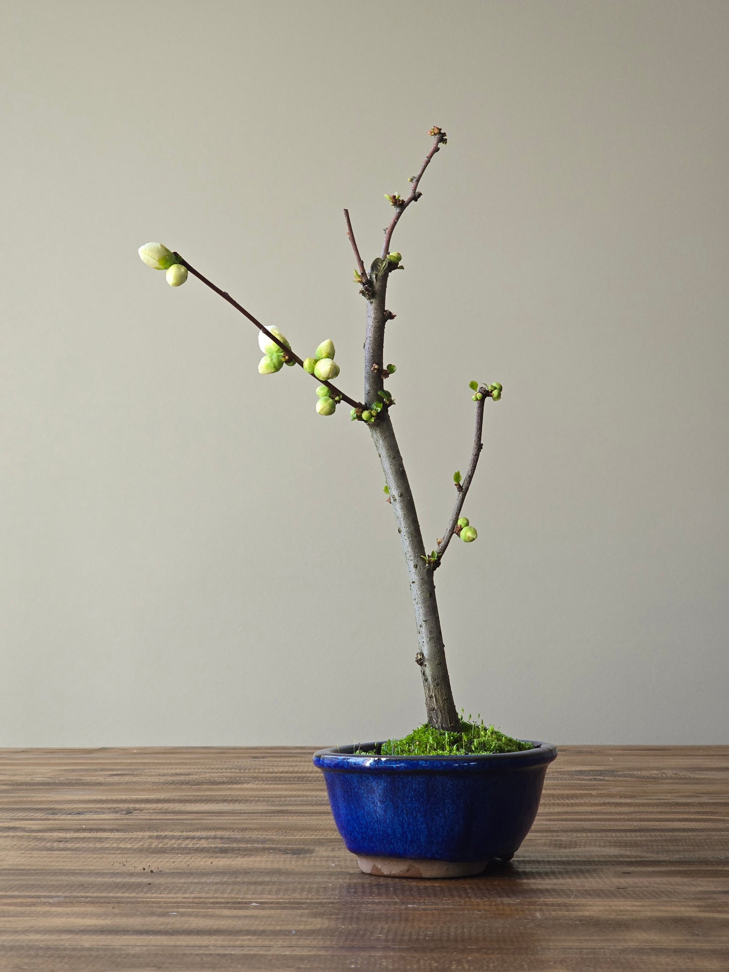 Quince Bonsai #03