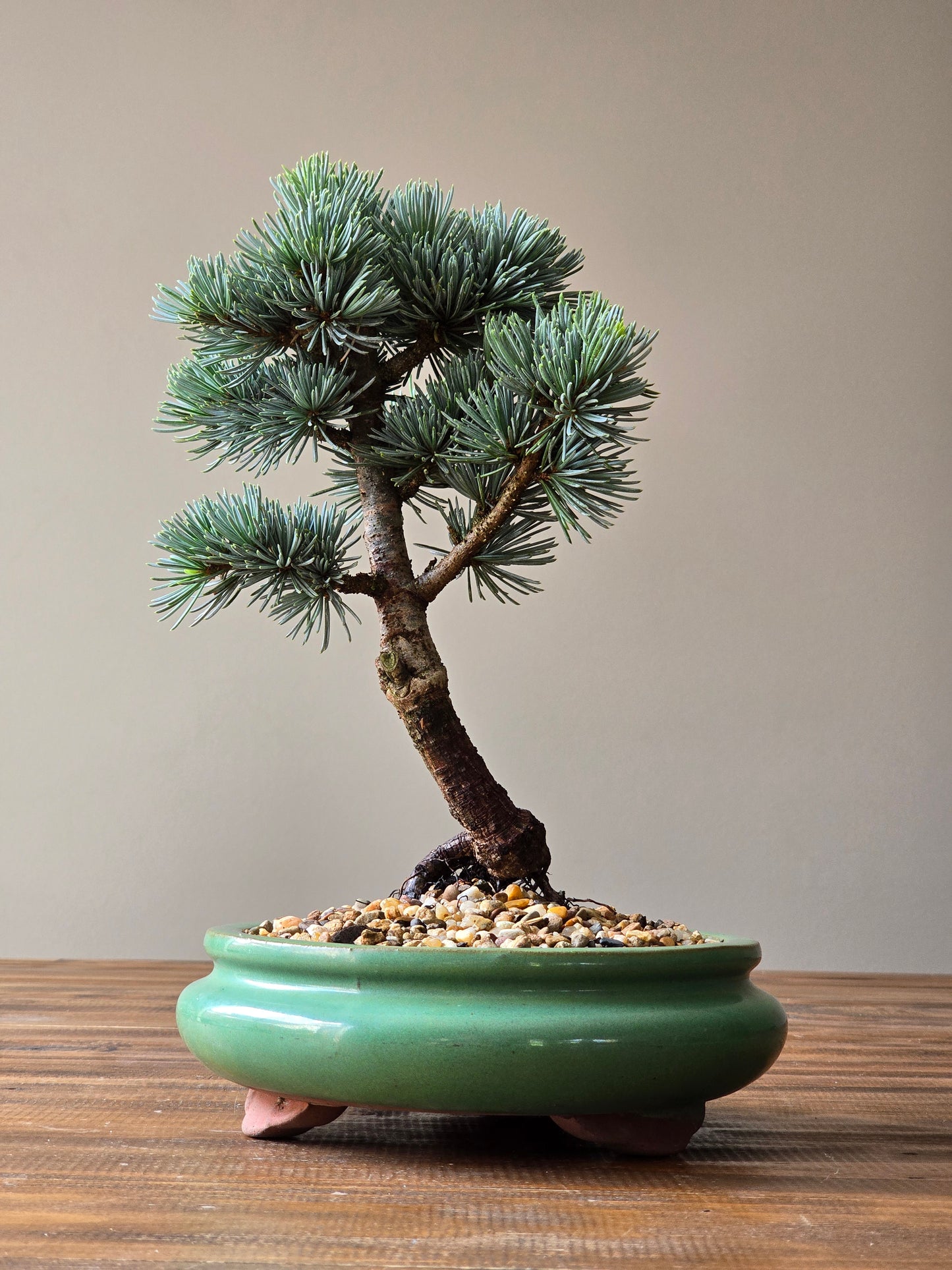 Atlantic Blue Cedar Bonsai