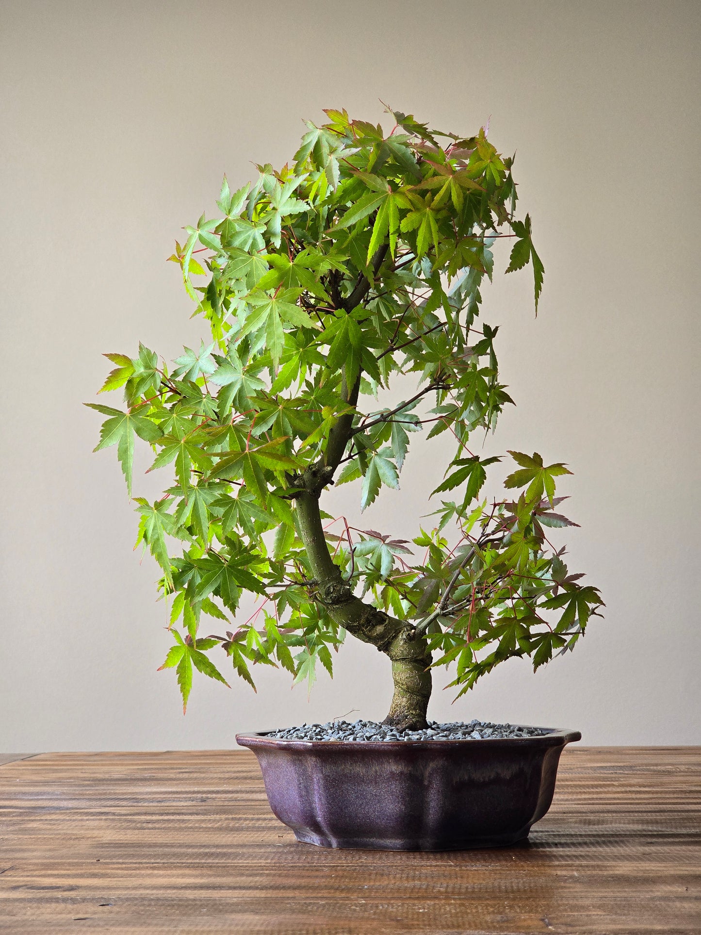 Japanese Maple Bonsai