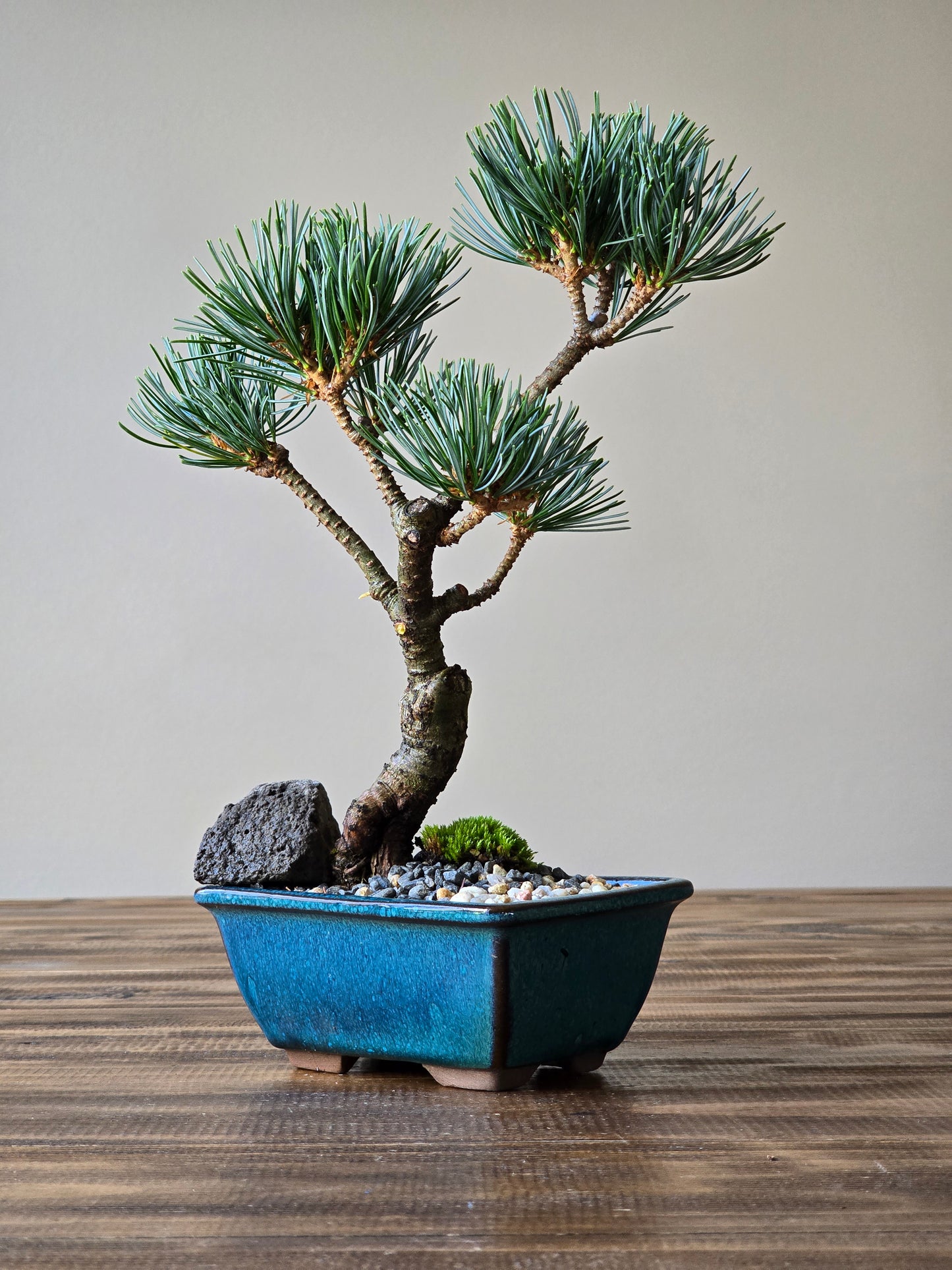 Japanese White Pine #003