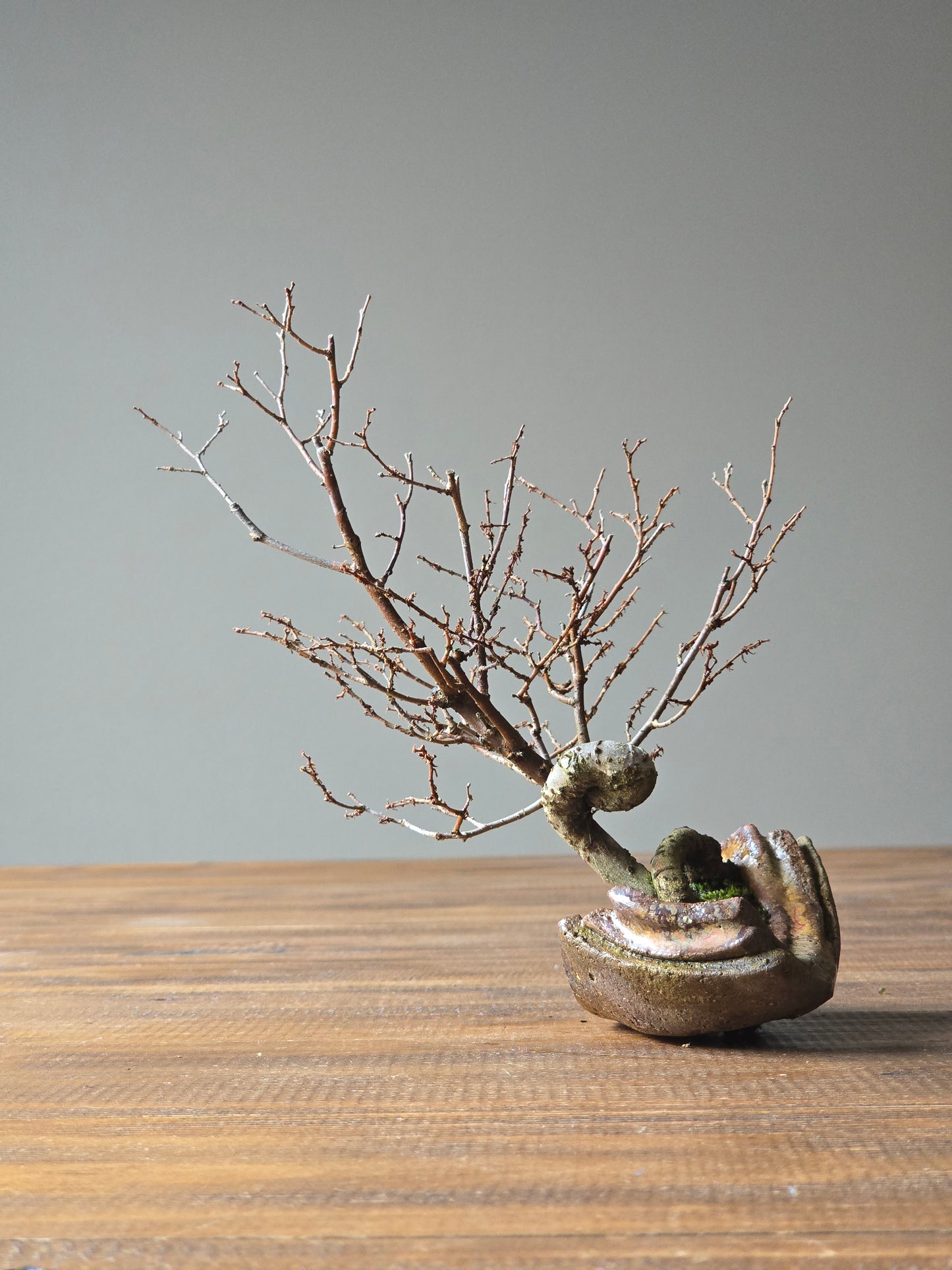 Japanese Elm Bonsai, handmade pot