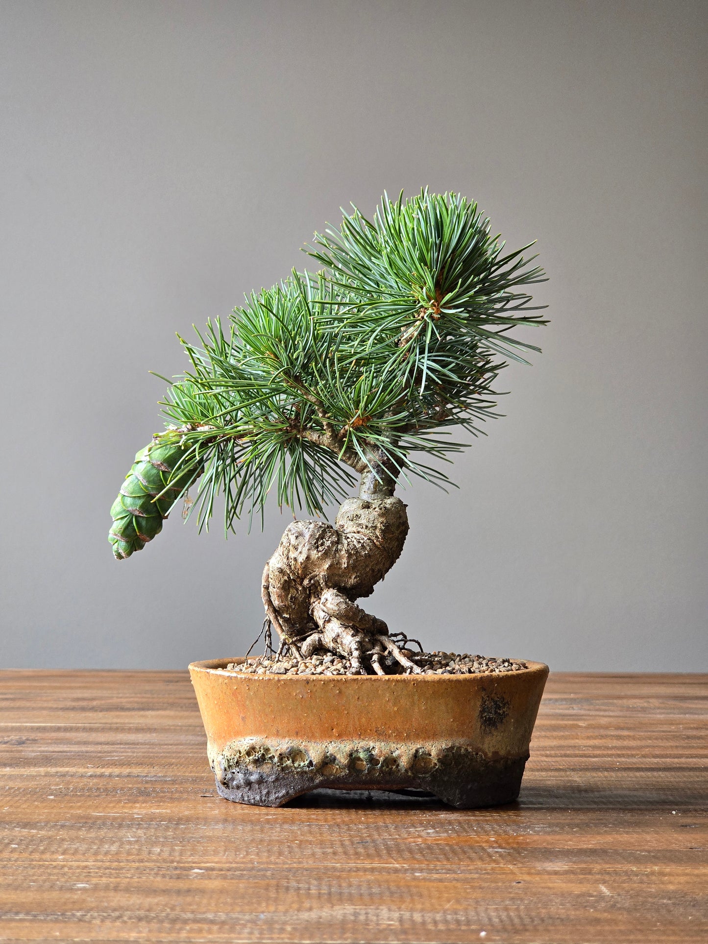 Japanese White Pine - FUKAI in Handmade Pot
