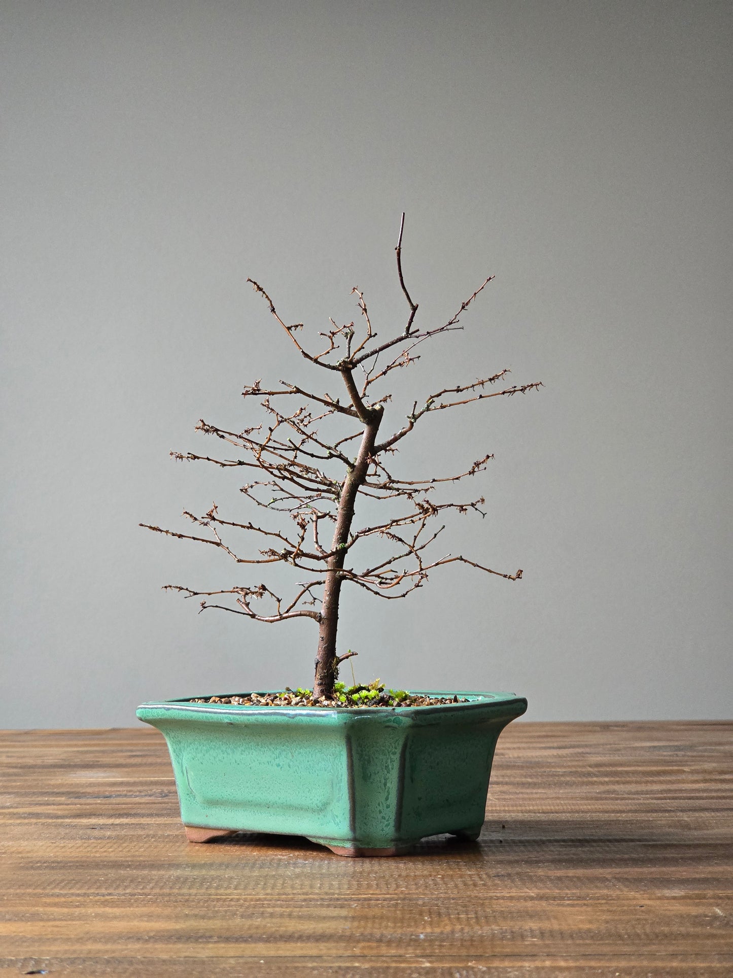 Japanese Elm Bonsai #02