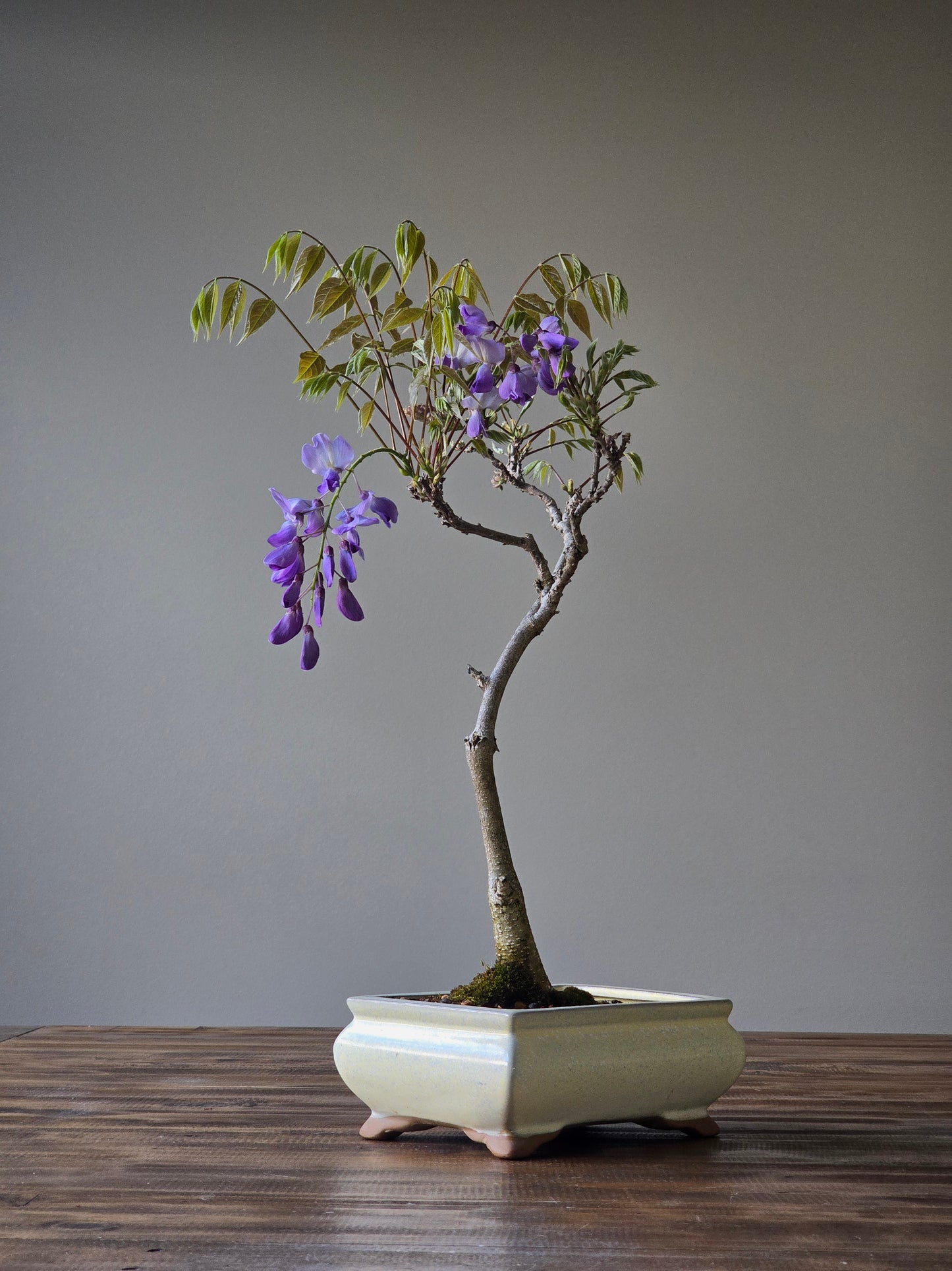 Wisteria Bonsai