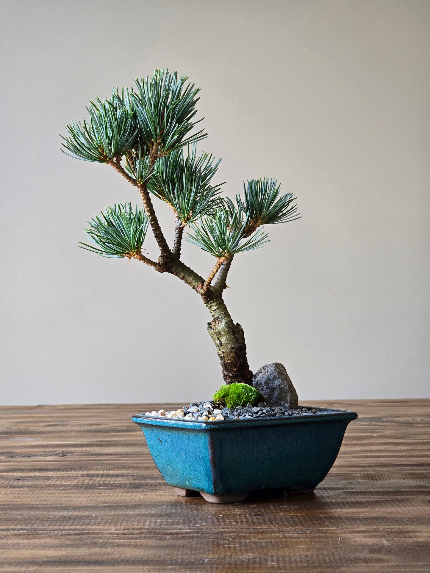 Japanese White Pine #003