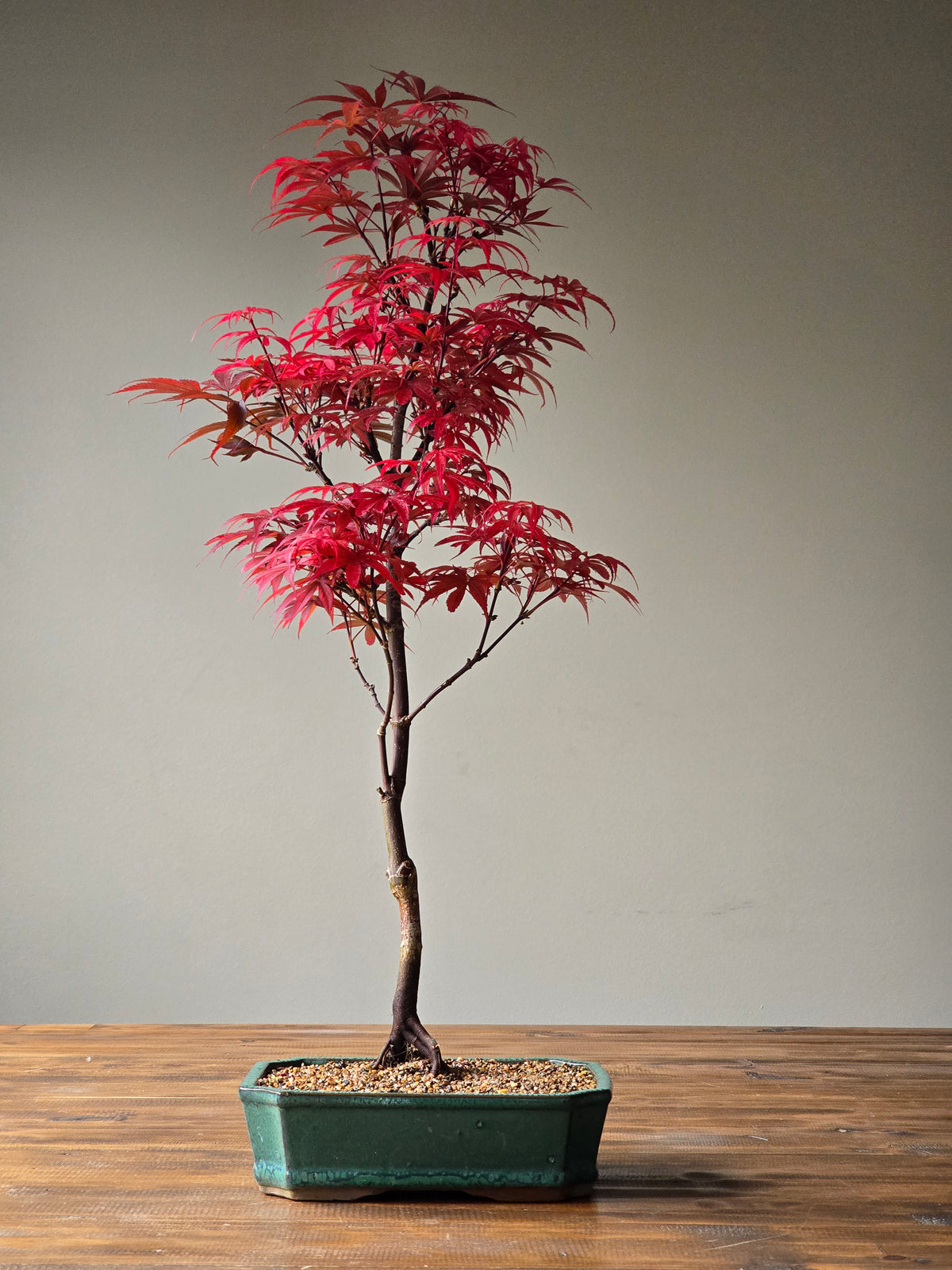 Skeeter's Broom Japanese Maple Bonsai