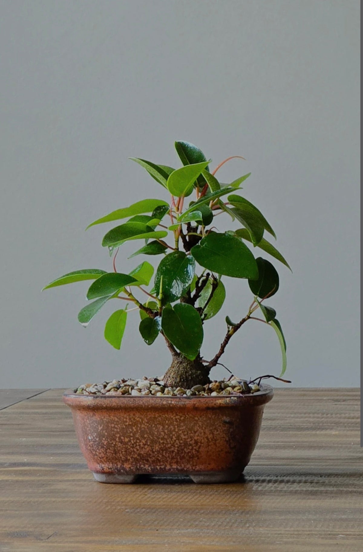 Ficus Rubiginosa (Port Jackson Fig) Bonsai