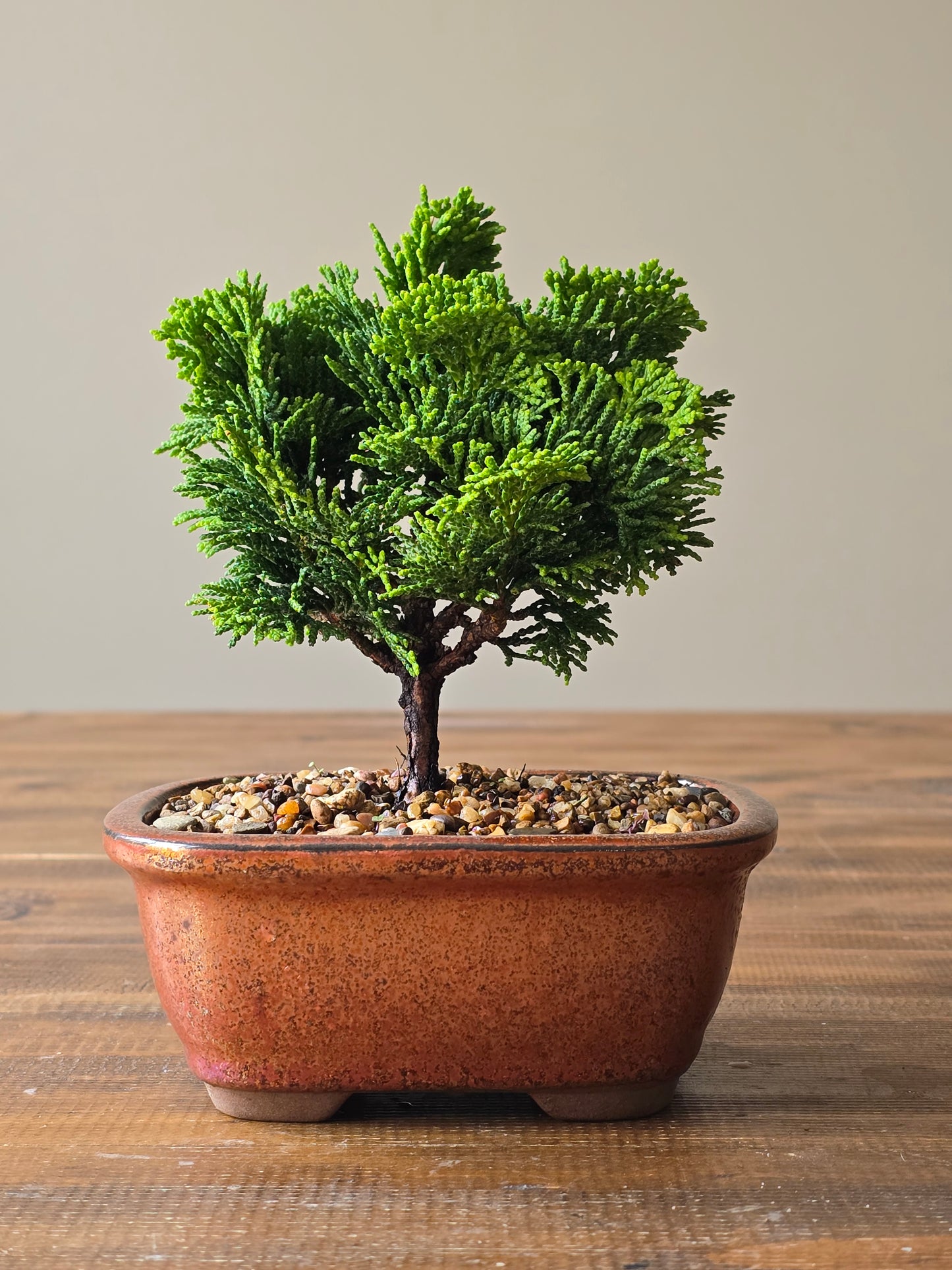 Hinoki Cypress Bonsai Starter