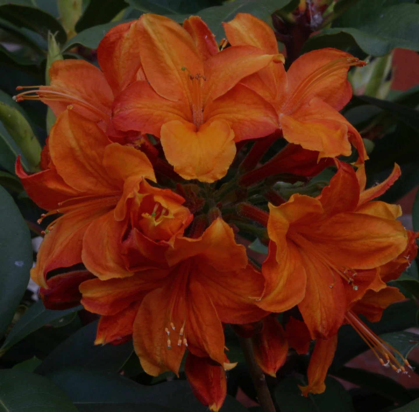 Azalea "GoldenEagle"