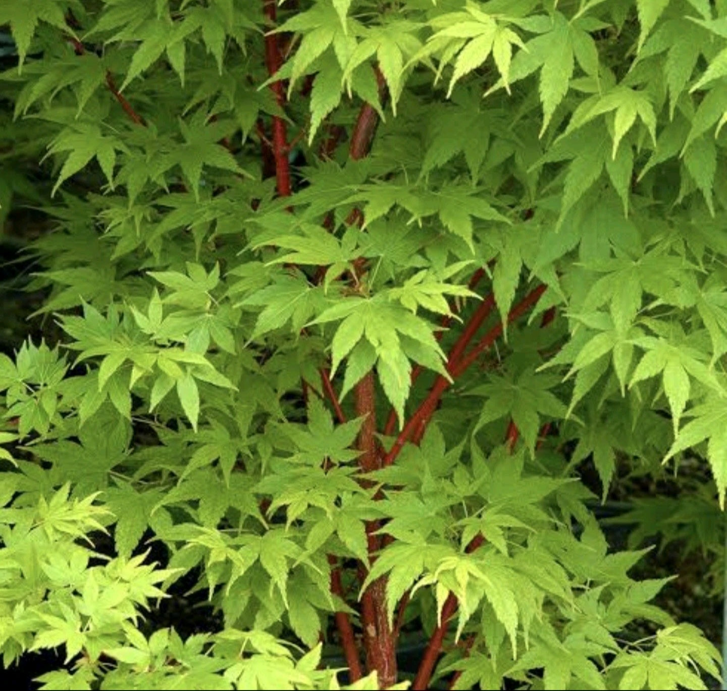 Mame Coral Bark Japanese Maple