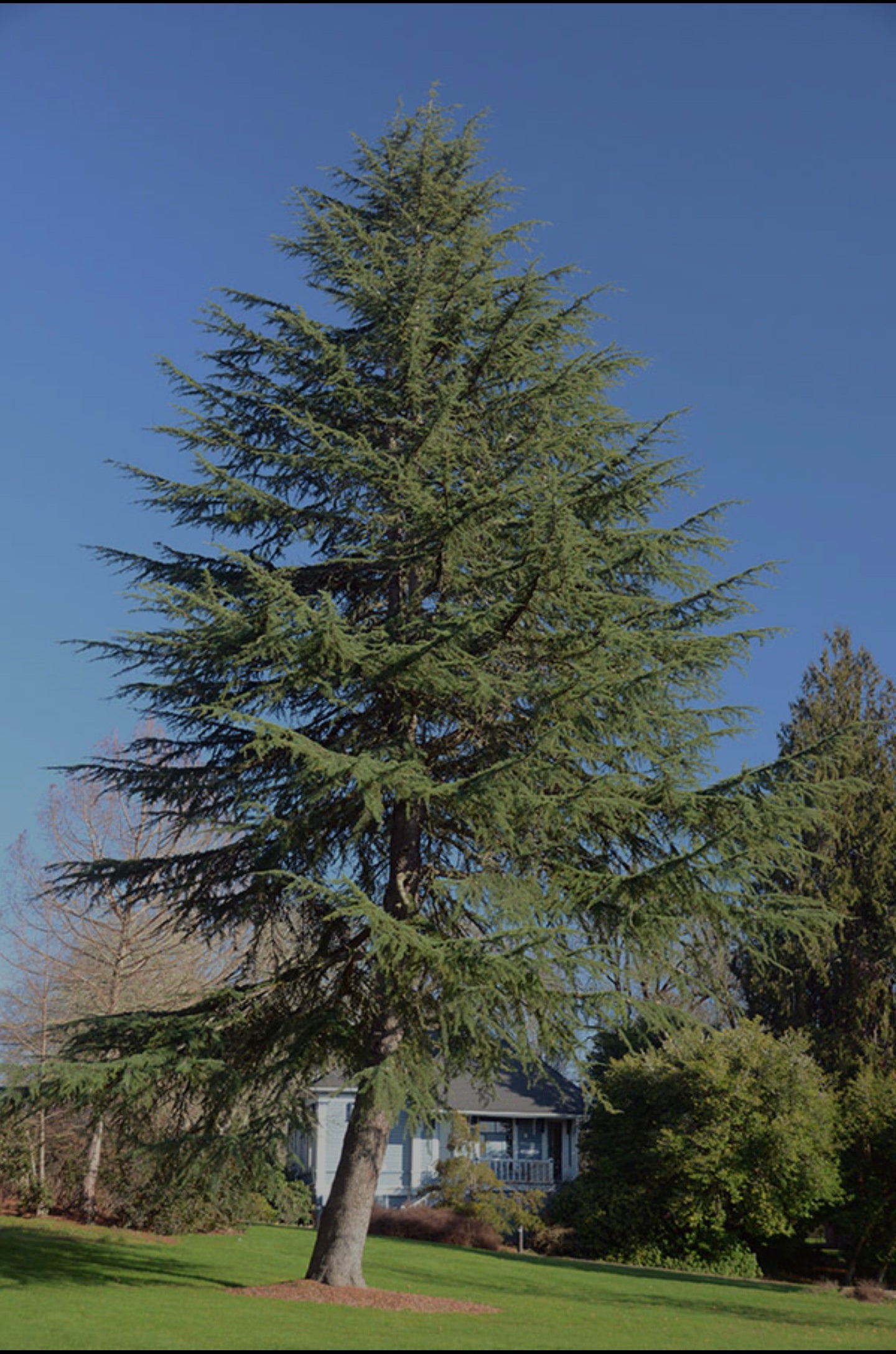 Cedrus Deodara Bonsai Starter