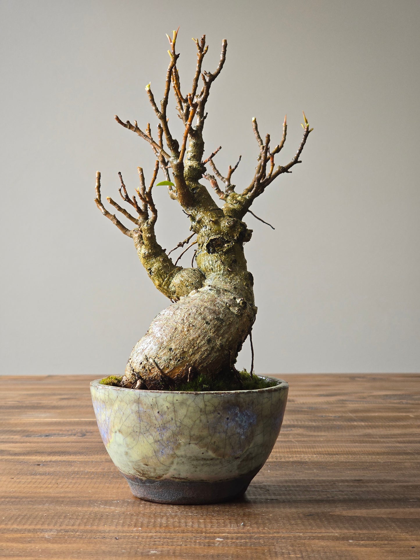 Advanced Ficus Rubiginosa (Port Jackson Fig) Bonsai in handmade pot