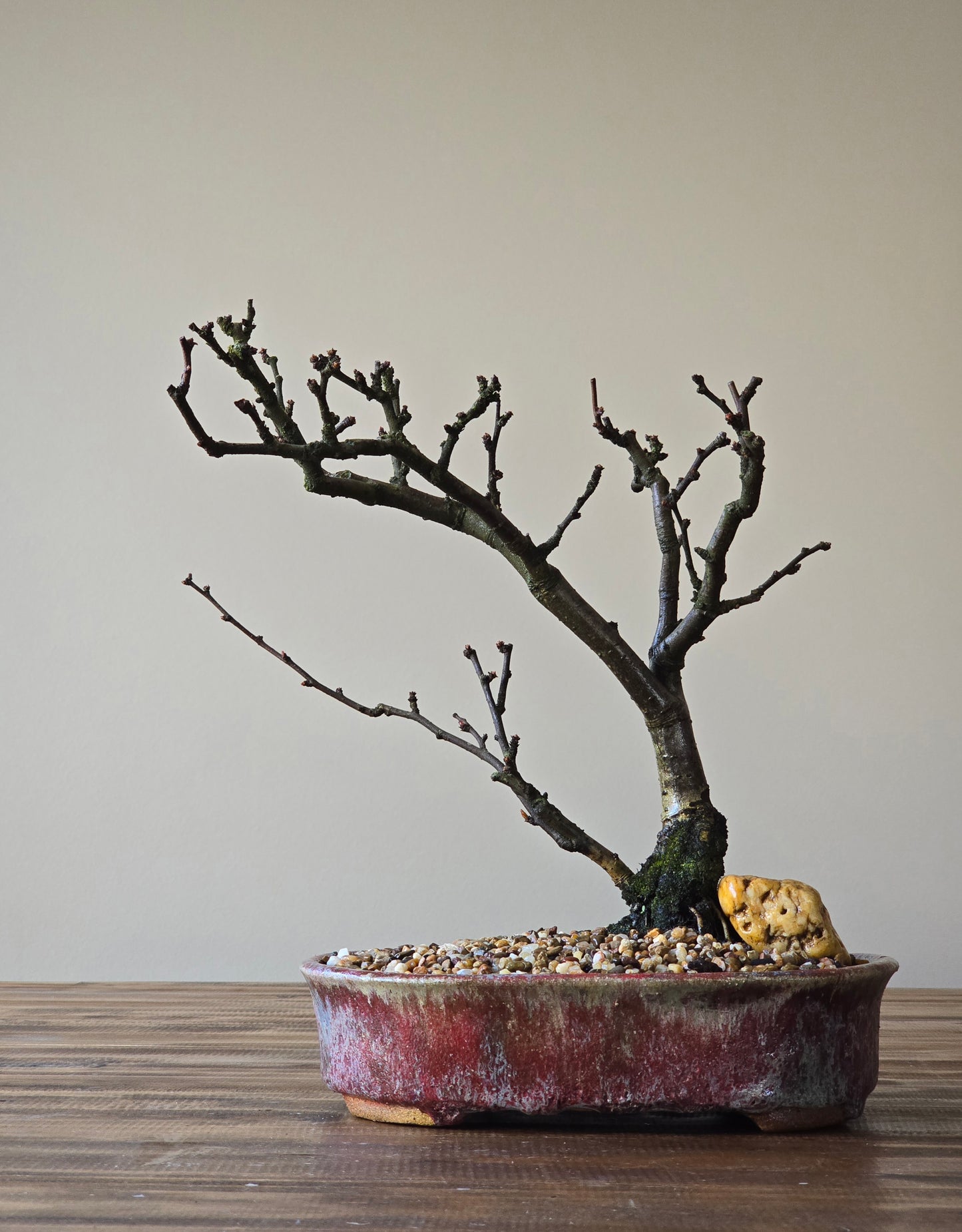 Advanced Quince Bonsai, handmade pot