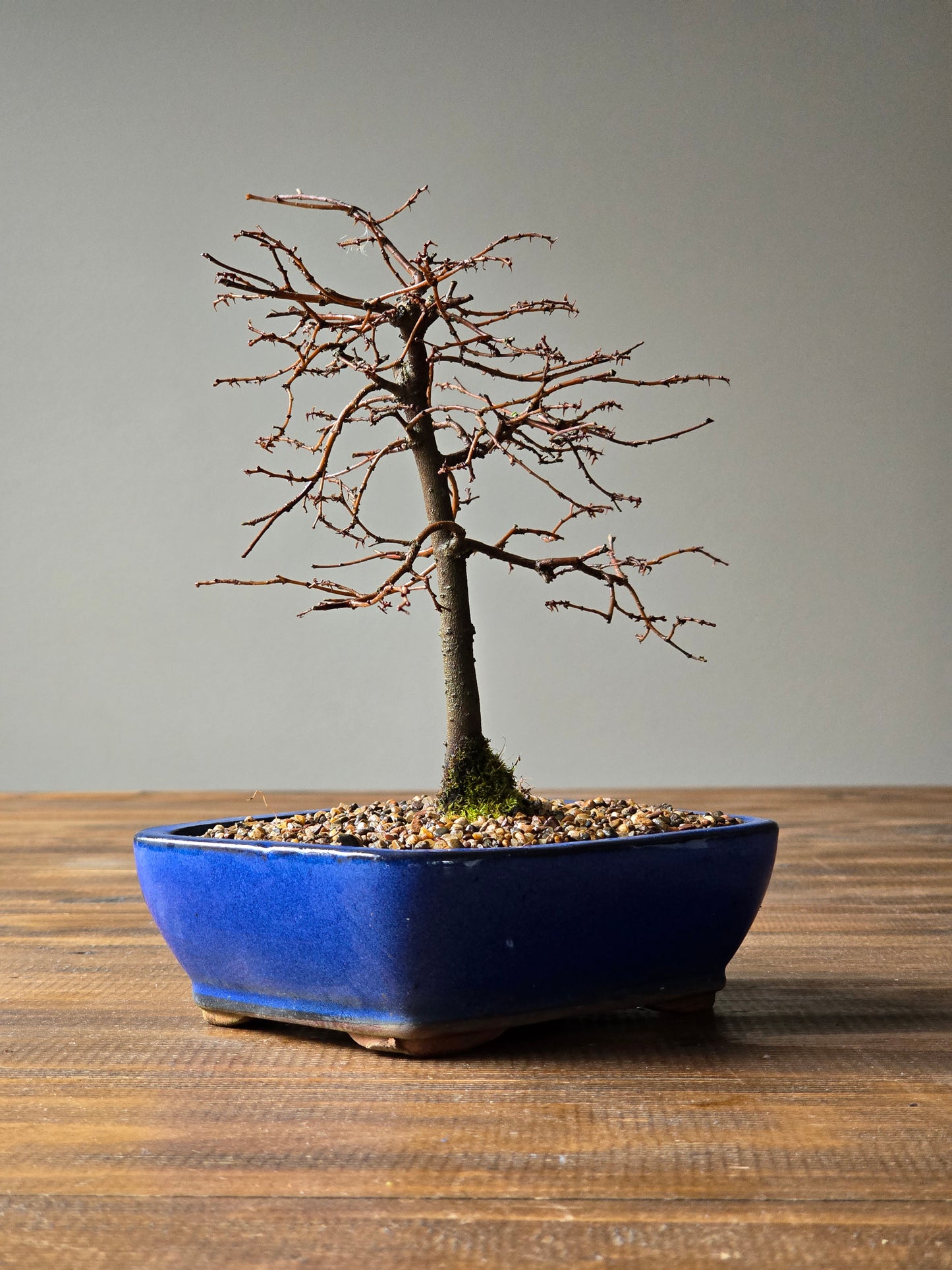 Japanese Elm Bonsai