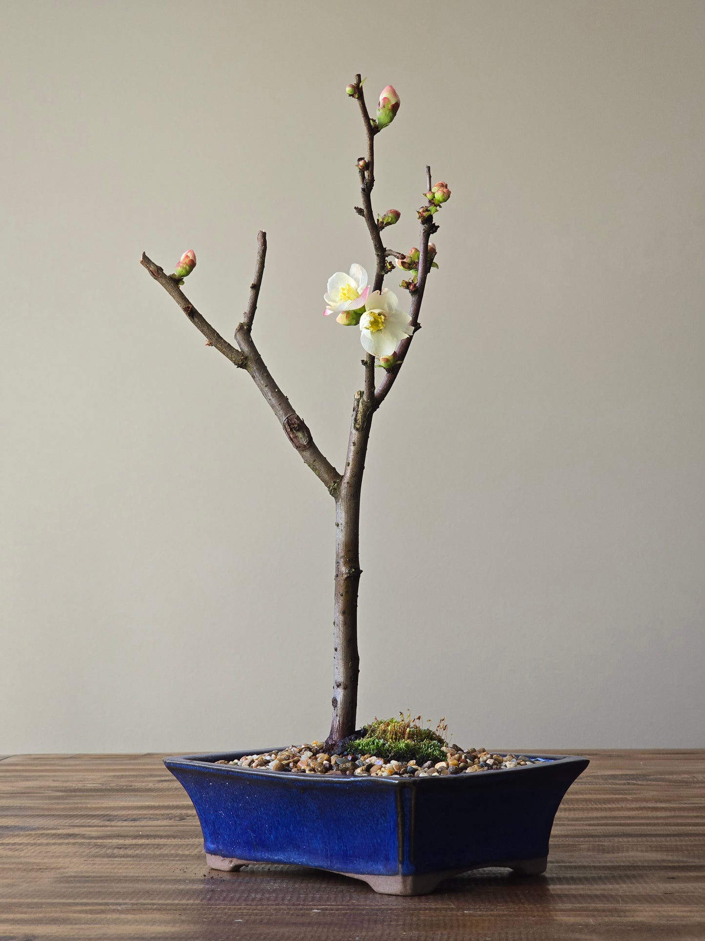 Quince Bonsai #02