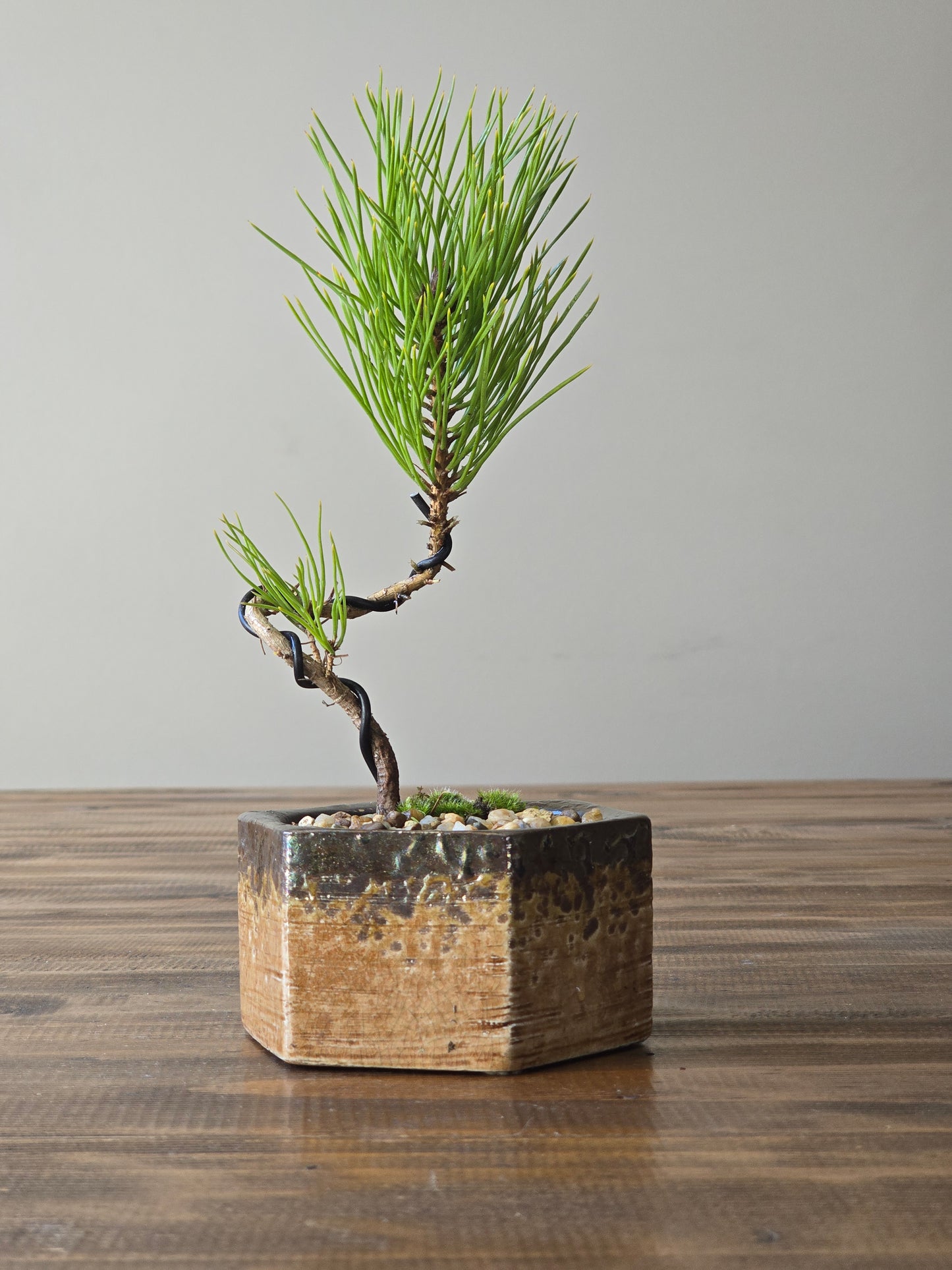 Japanese Black Pine Bonsai Starter