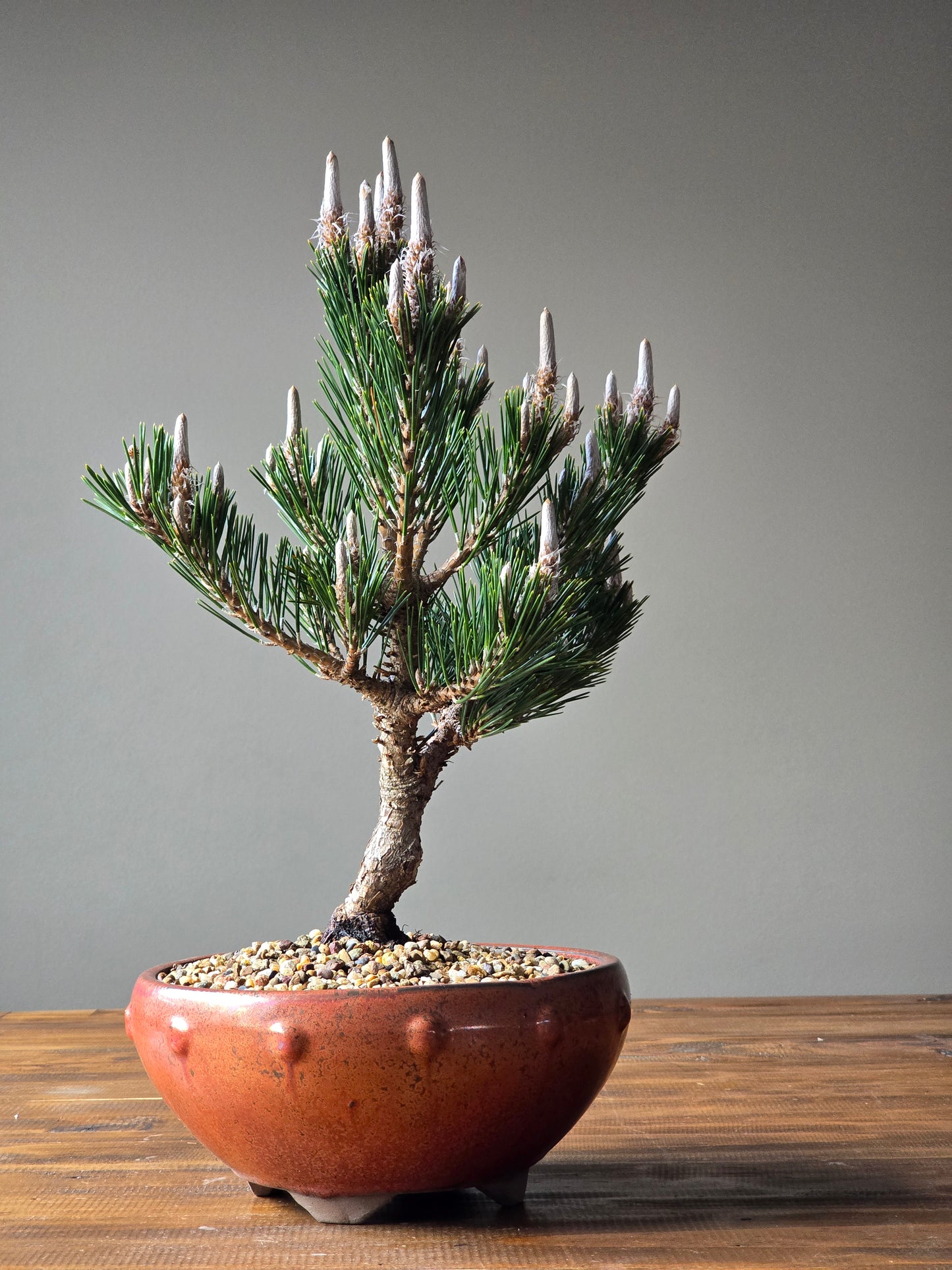 Japanese Black Pine - Kotobuki #02