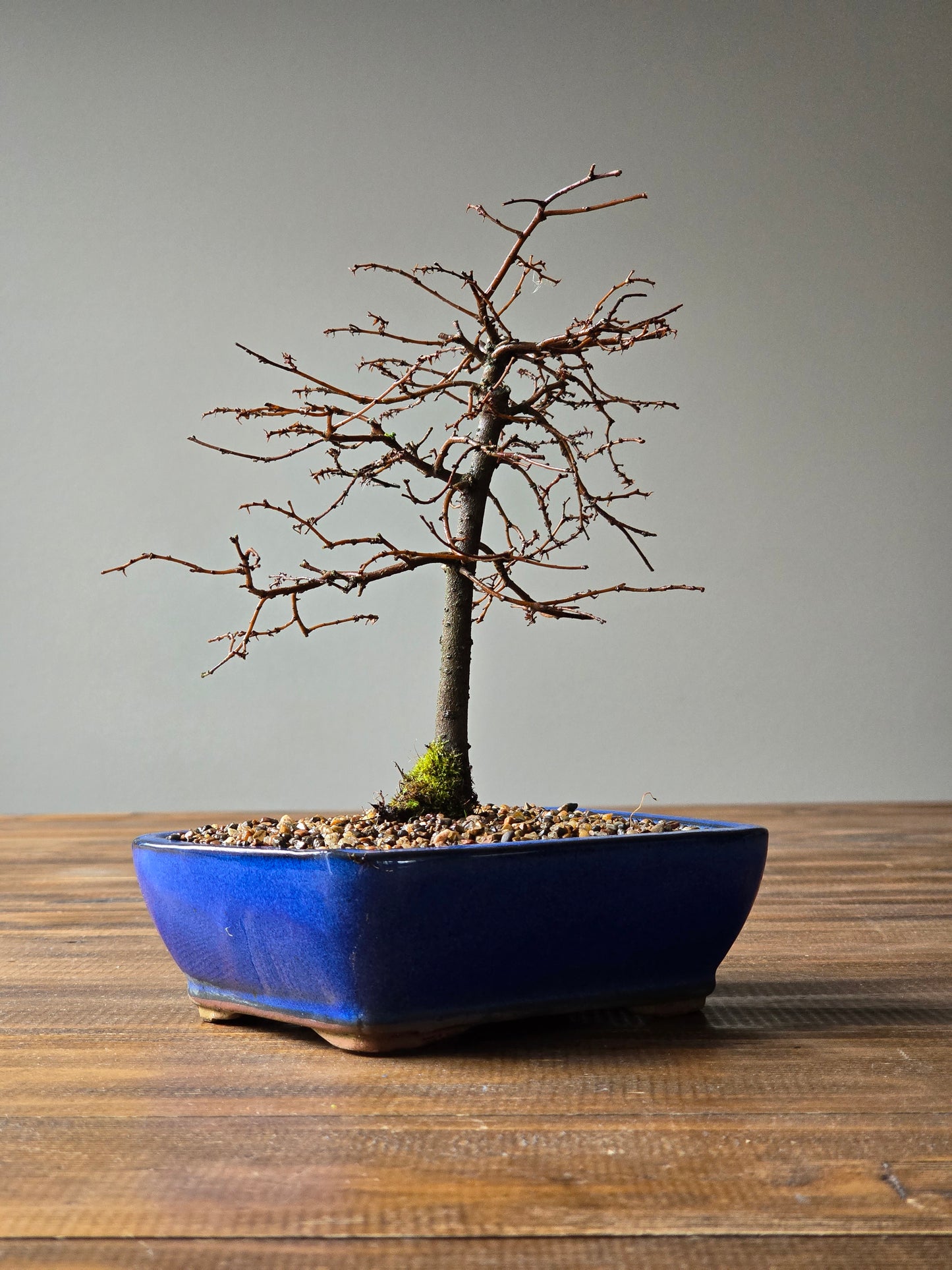 Japanese Elm Bonsai