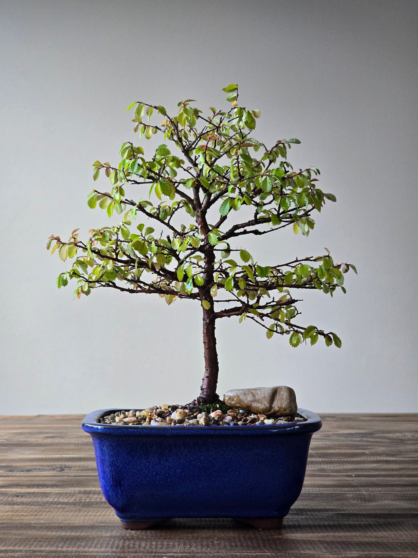 Chinese Elm Bonsai