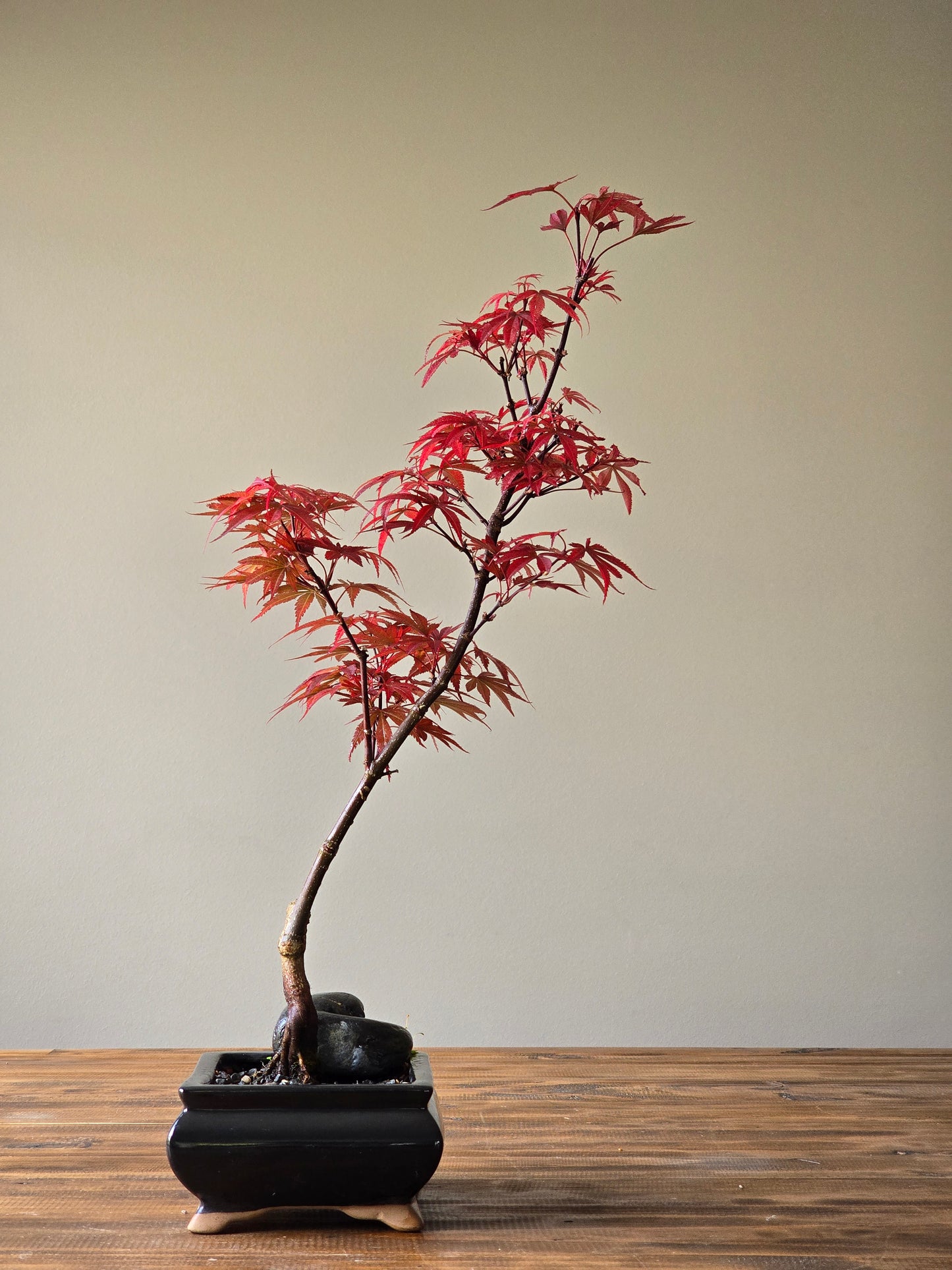 Skeeter's Broom Japanese Maple Bonsai
