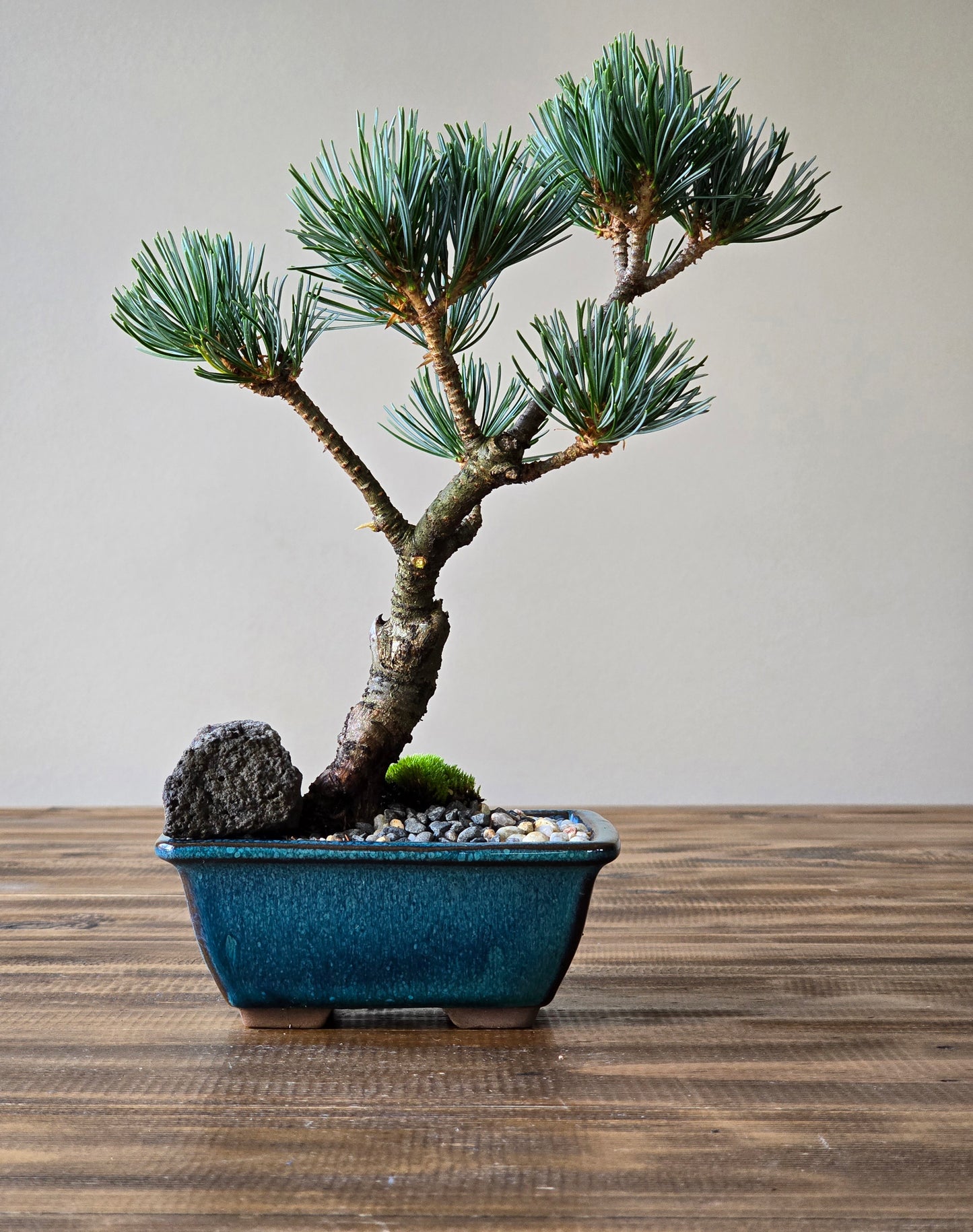 Japanese White Pine #003