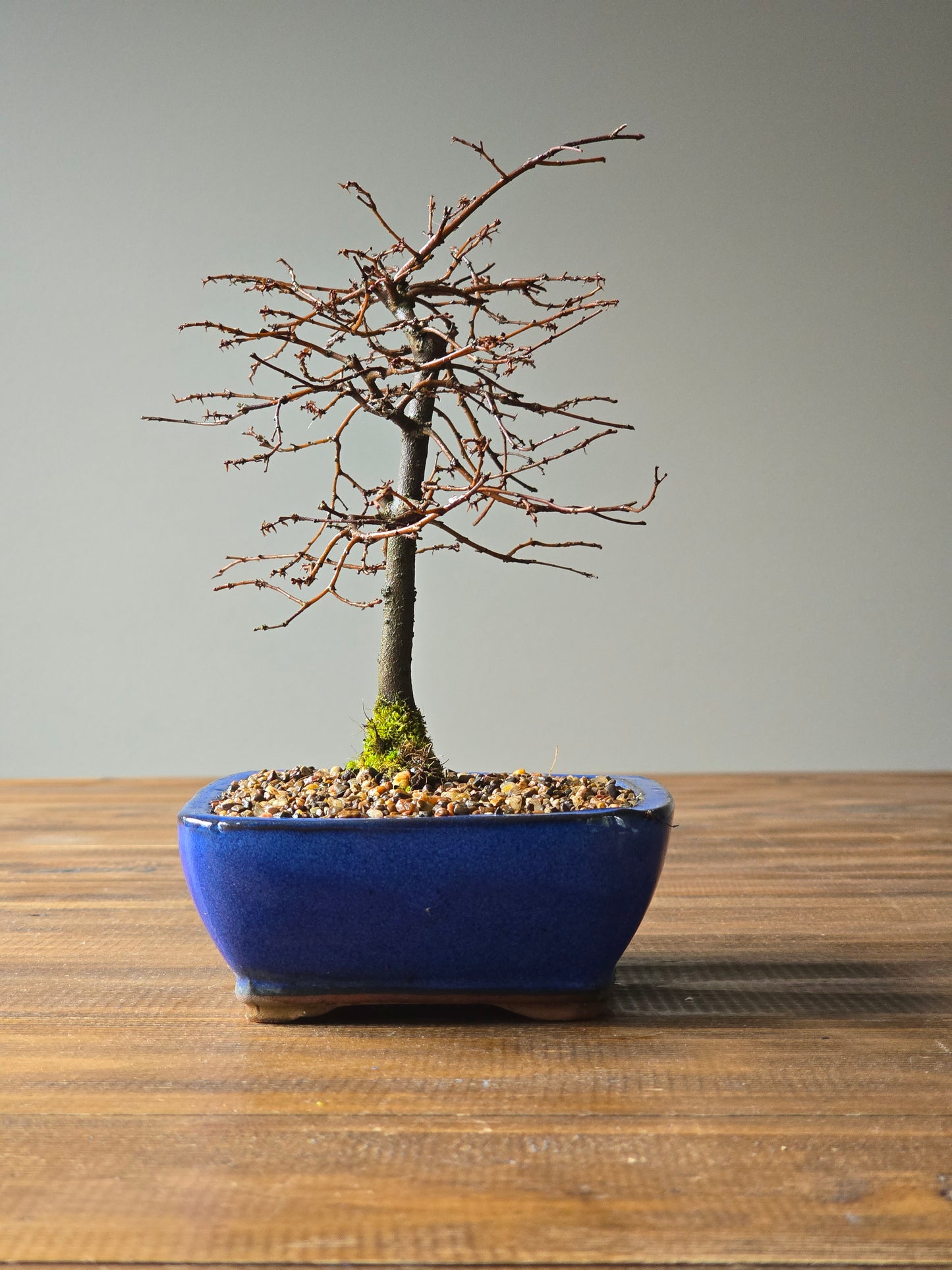 Japanese Elm Bonsai