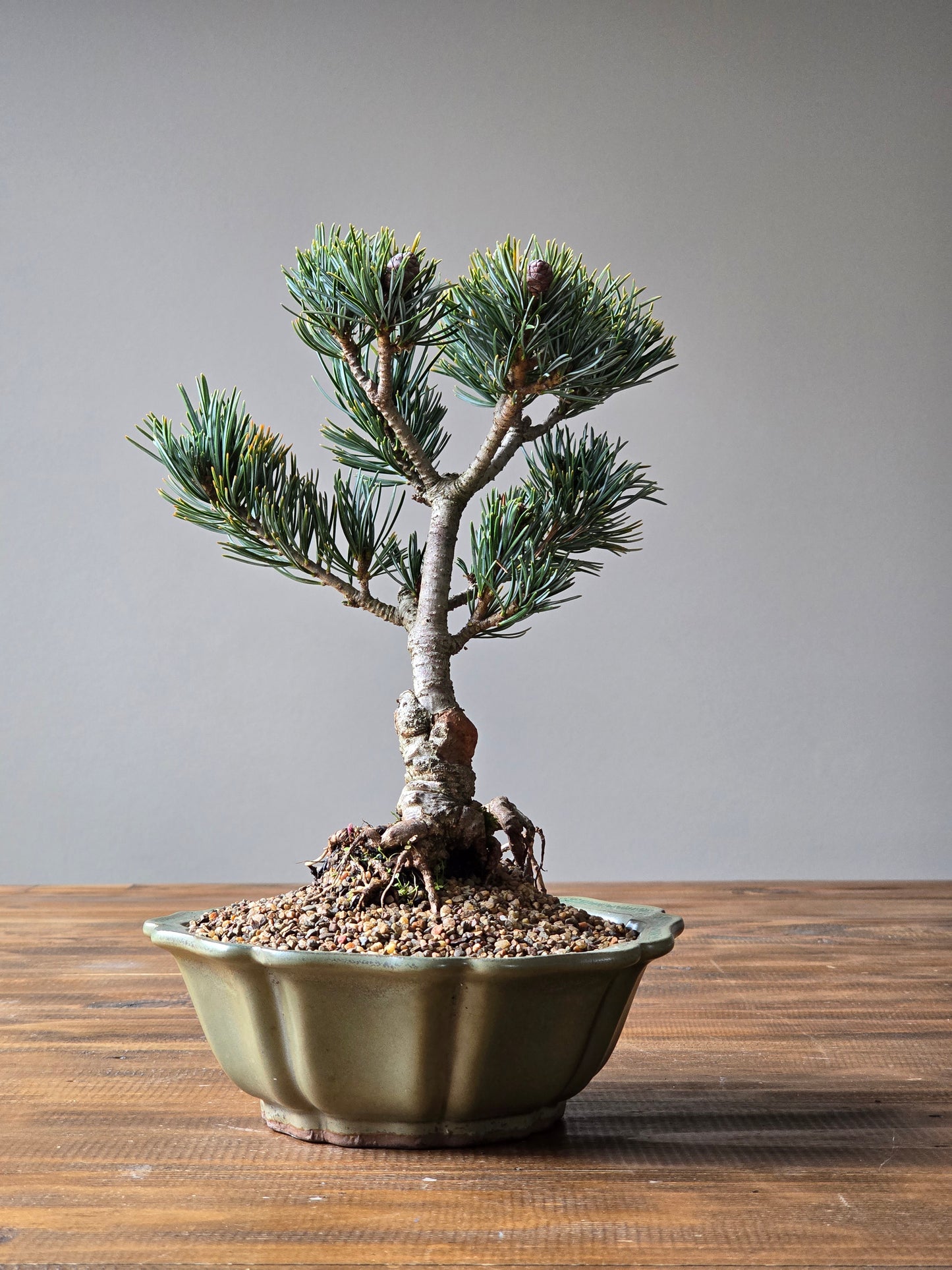 Japanese White Pine - FUKAI