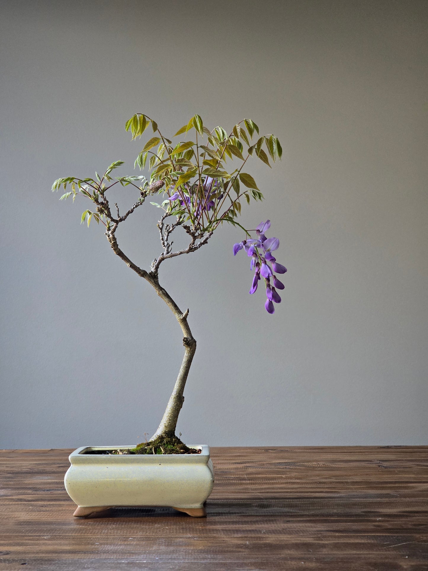 Wisteria Bonsai