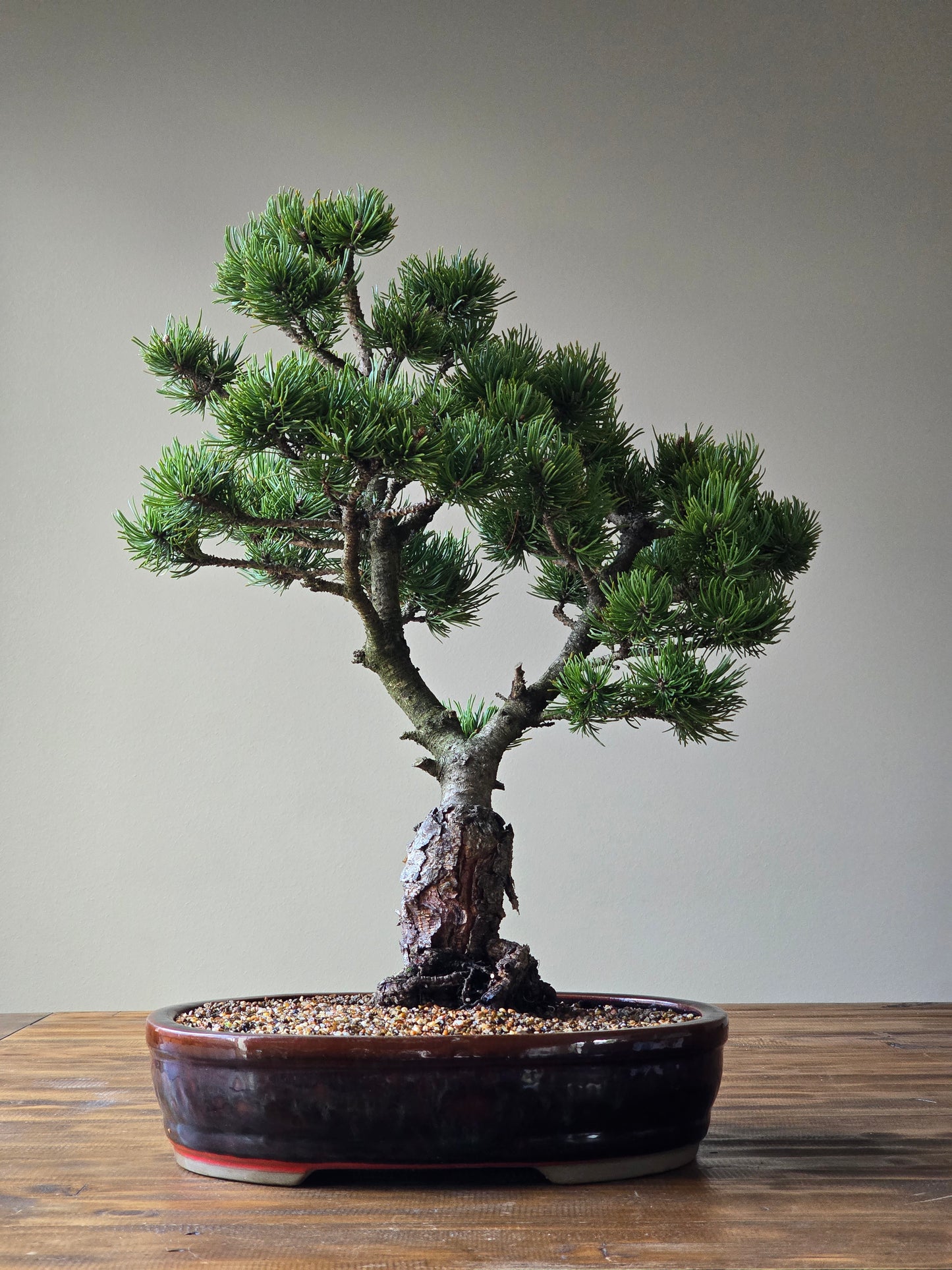 Large Pinus mugo 'Pincushion'