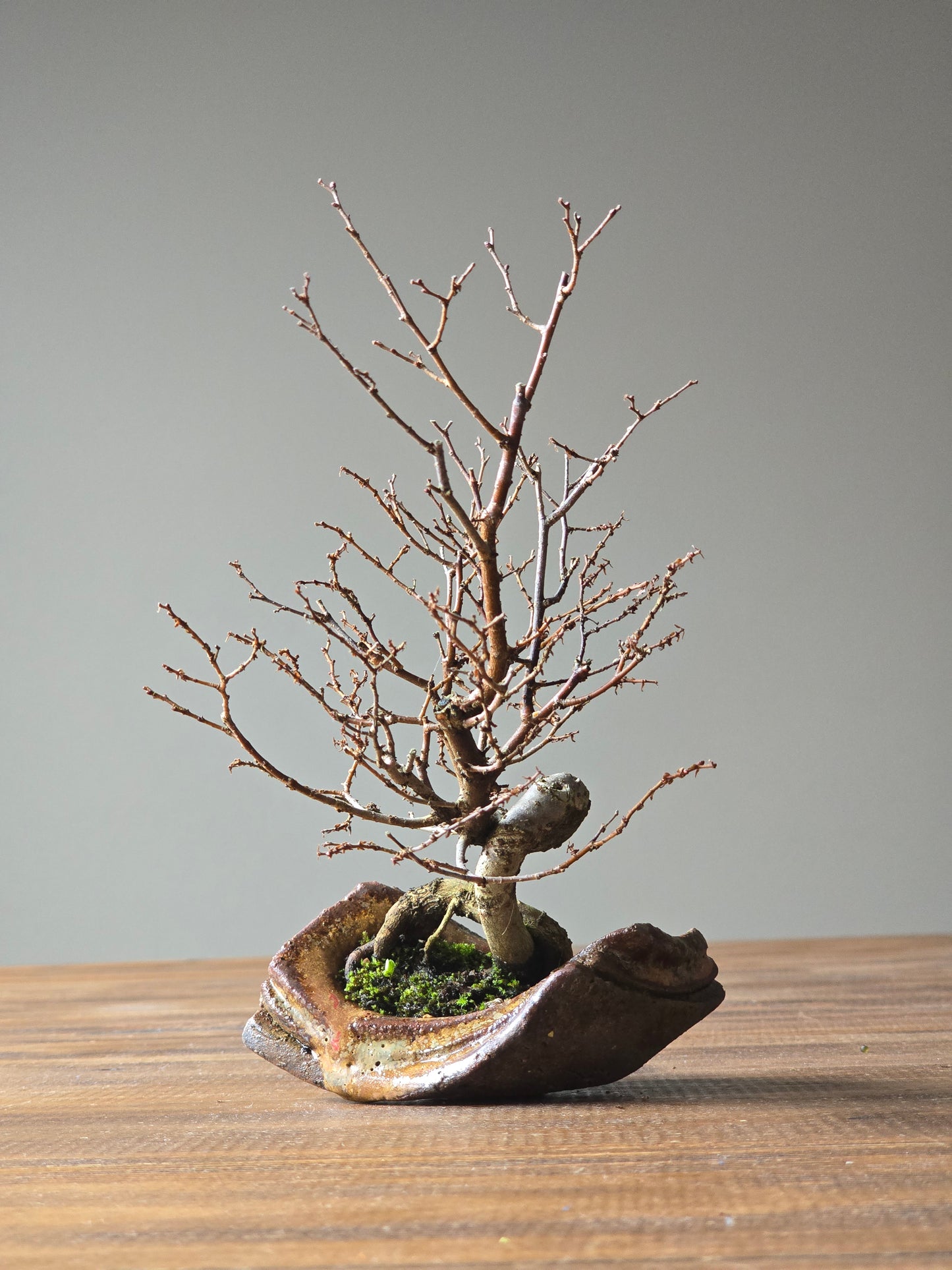 Japanese Elm Bonsai, handmade pot