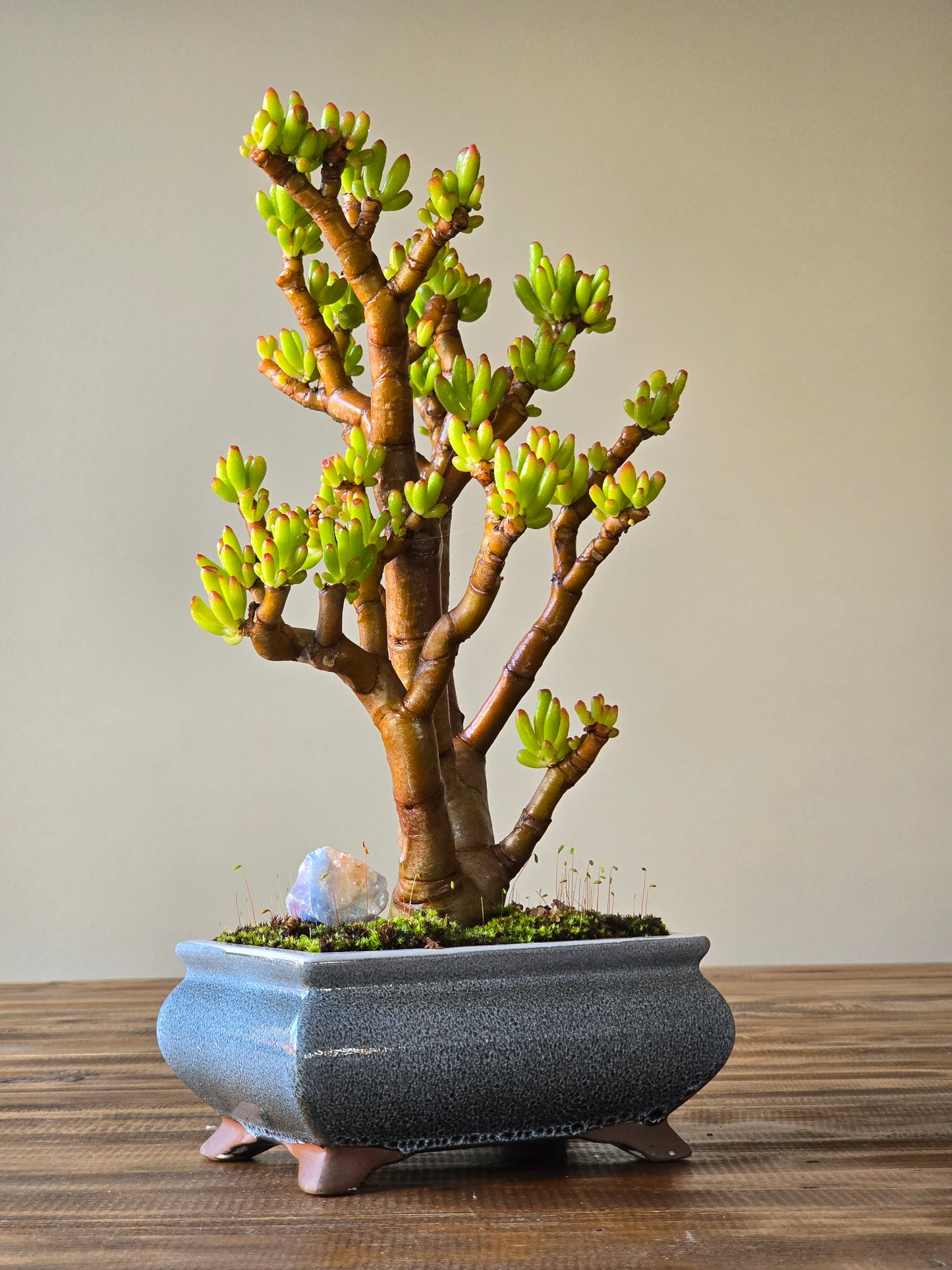 Crassula Ladies Fingers Bonsai