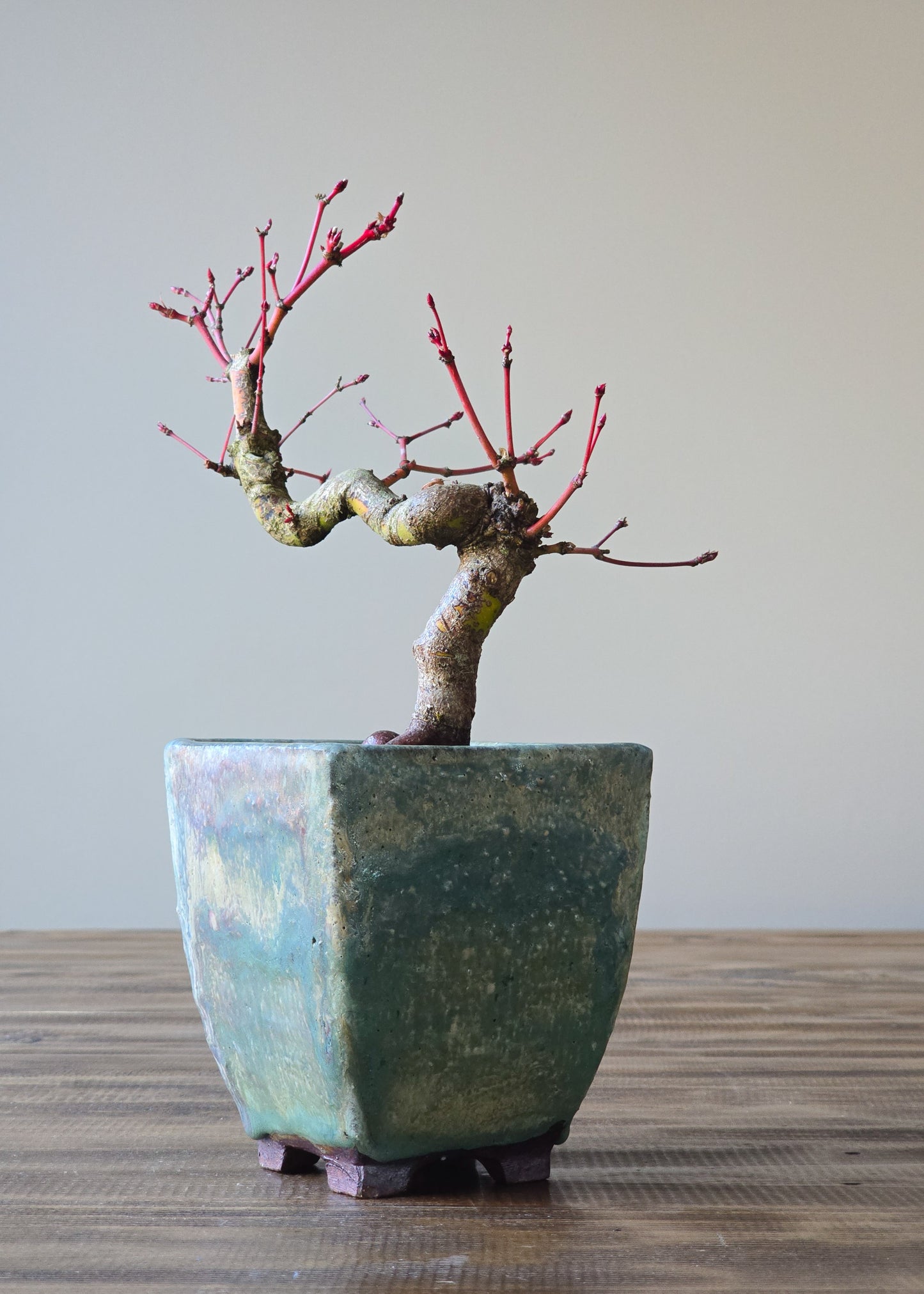 Semi Cascade Coral Bark Japanese Maple with handmade pot