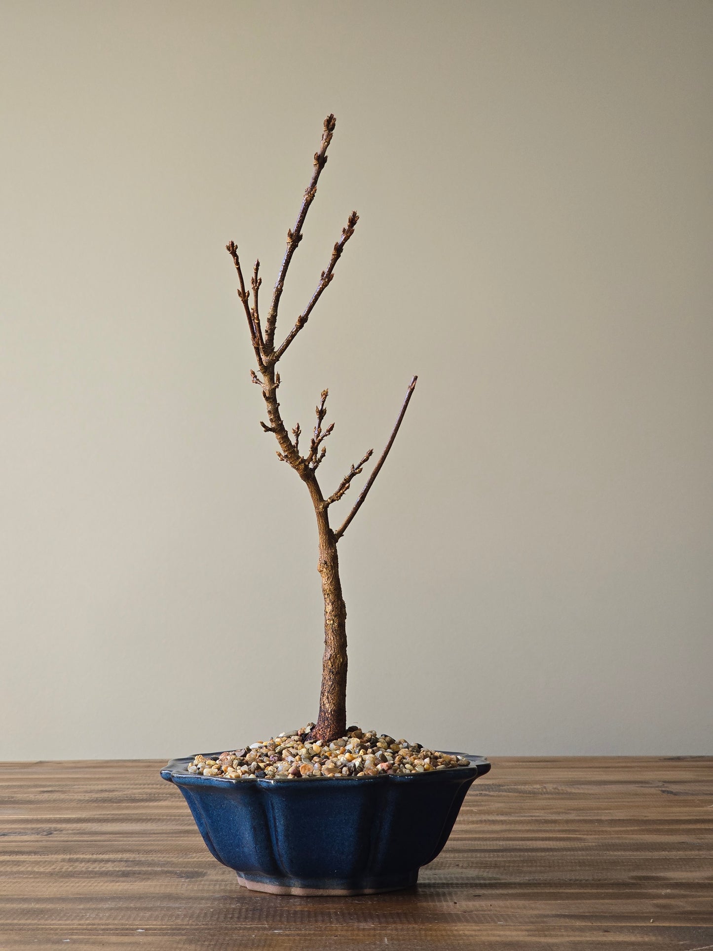 Miyasama Yatsubusa Bonsai