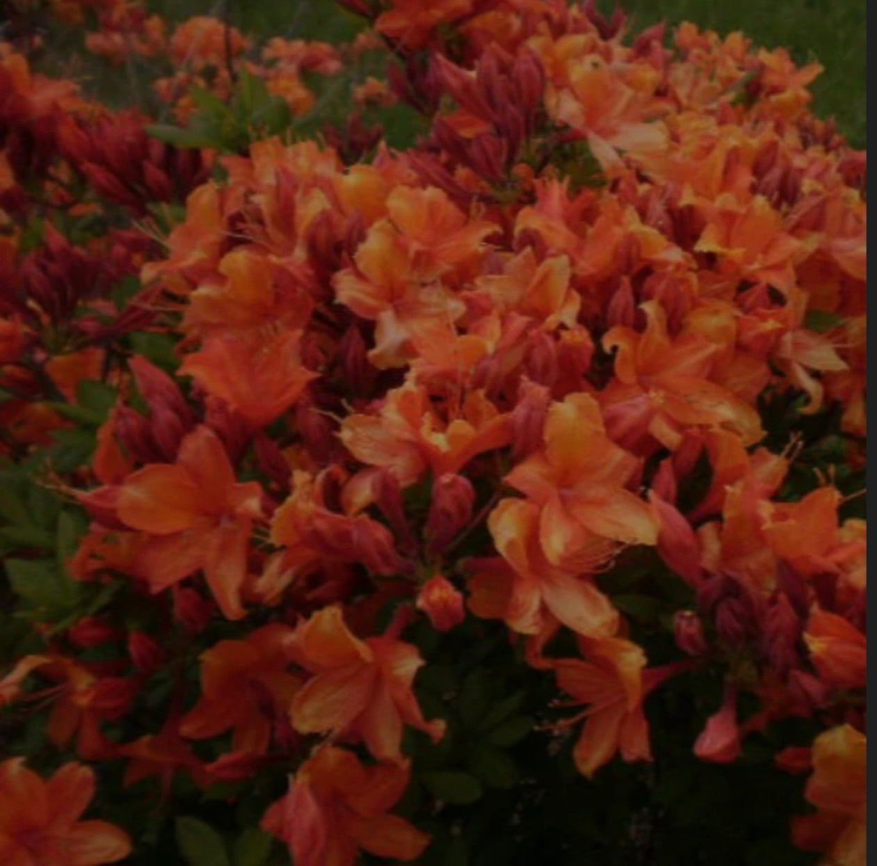 Azalea "GoldenEagle"