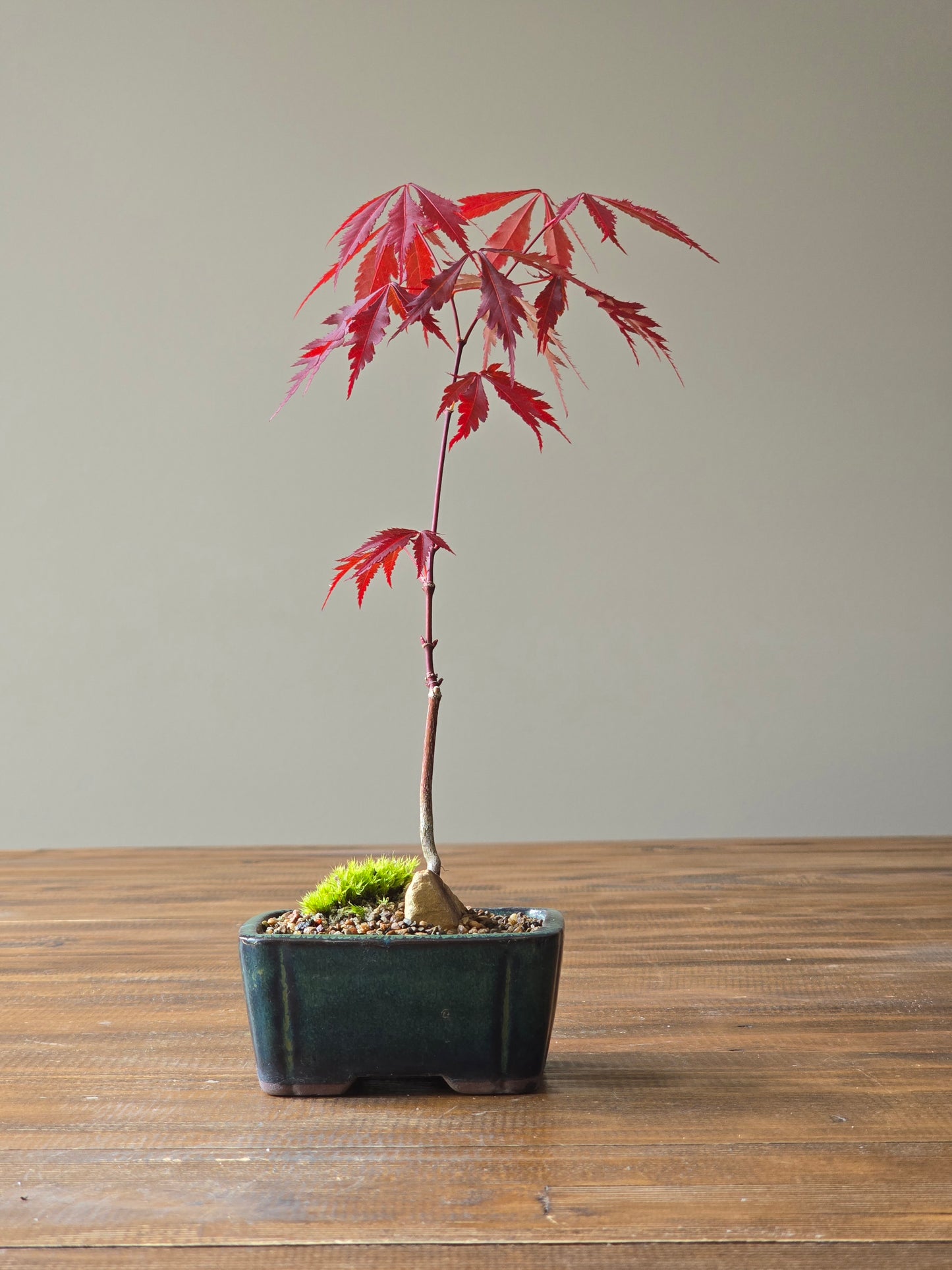 Japanese Maple Bonsai Starter