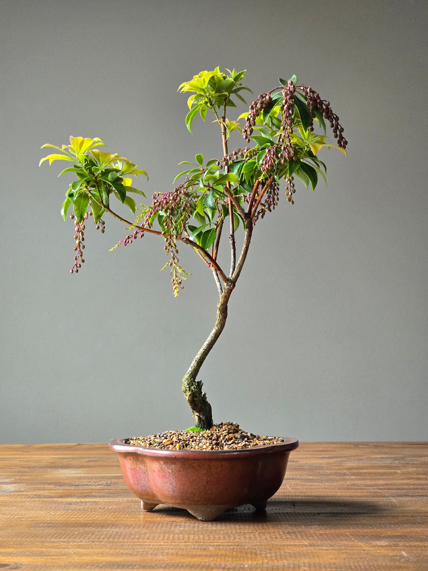 Pieris Japonica Bonsai